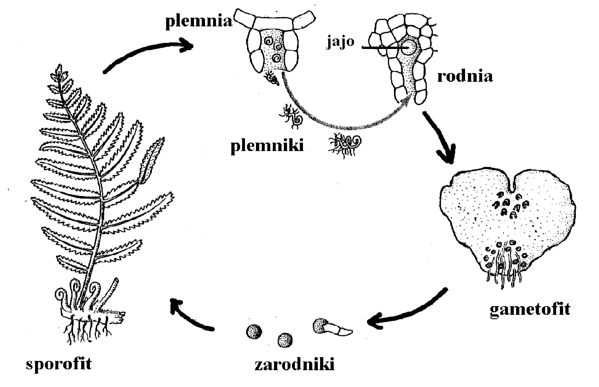 Rysunek 1 do zadania
