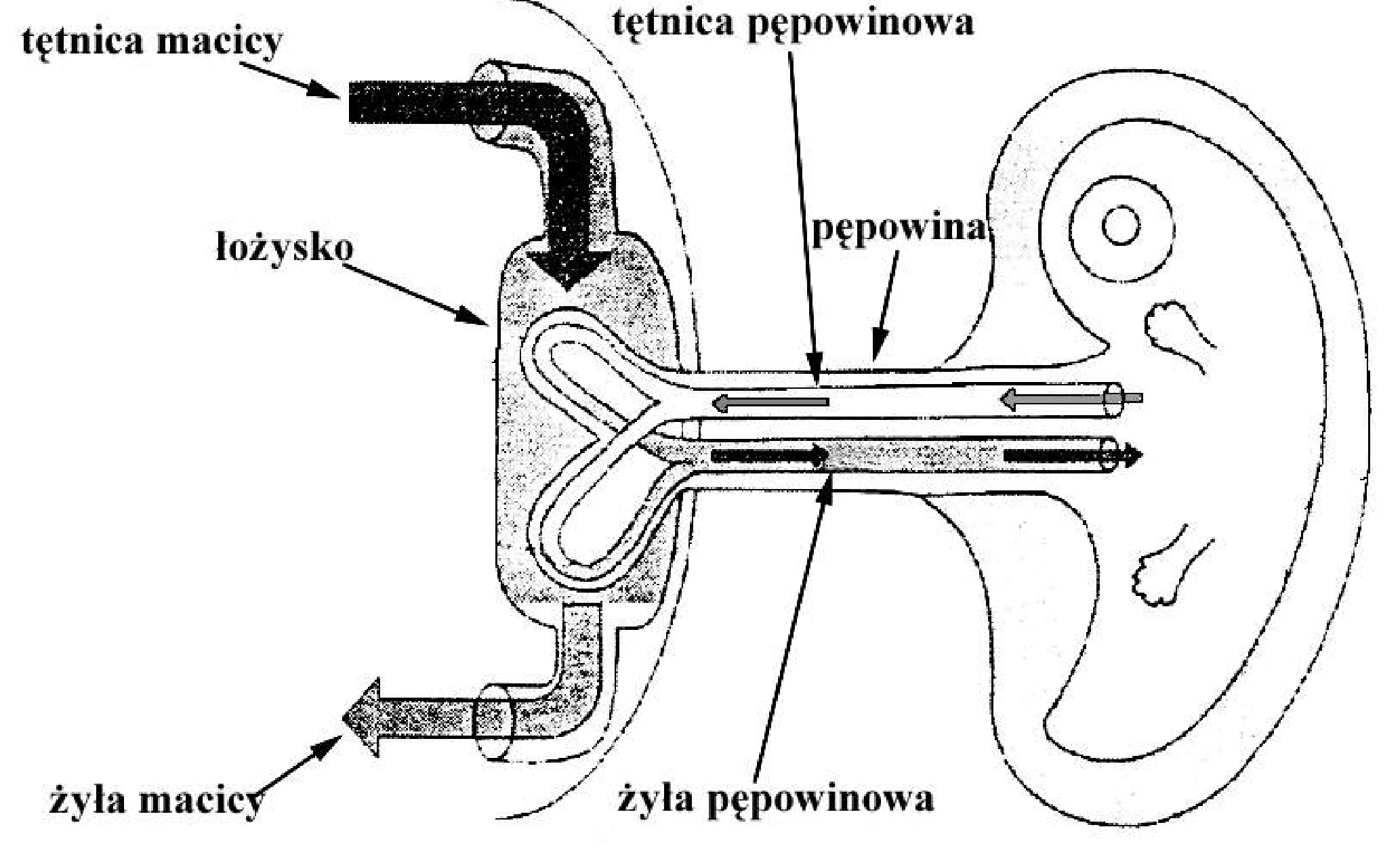 Rysunek 1 do zadania
