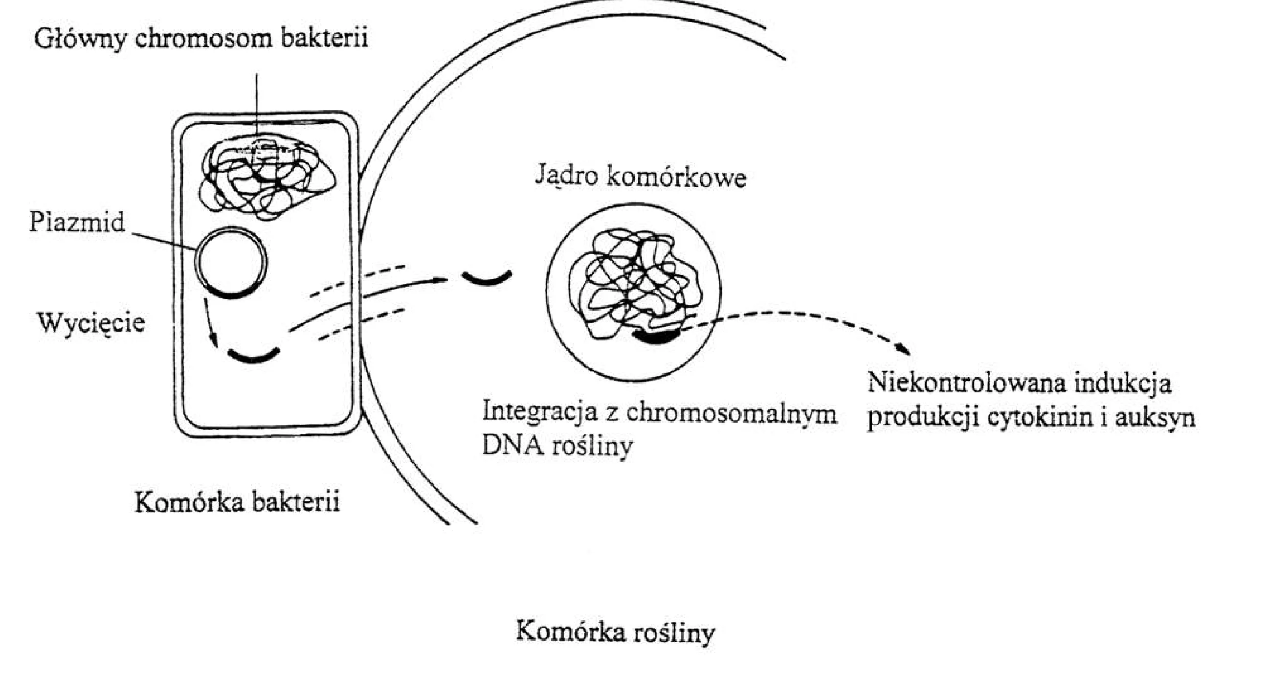 Rysunek 1 do zadania