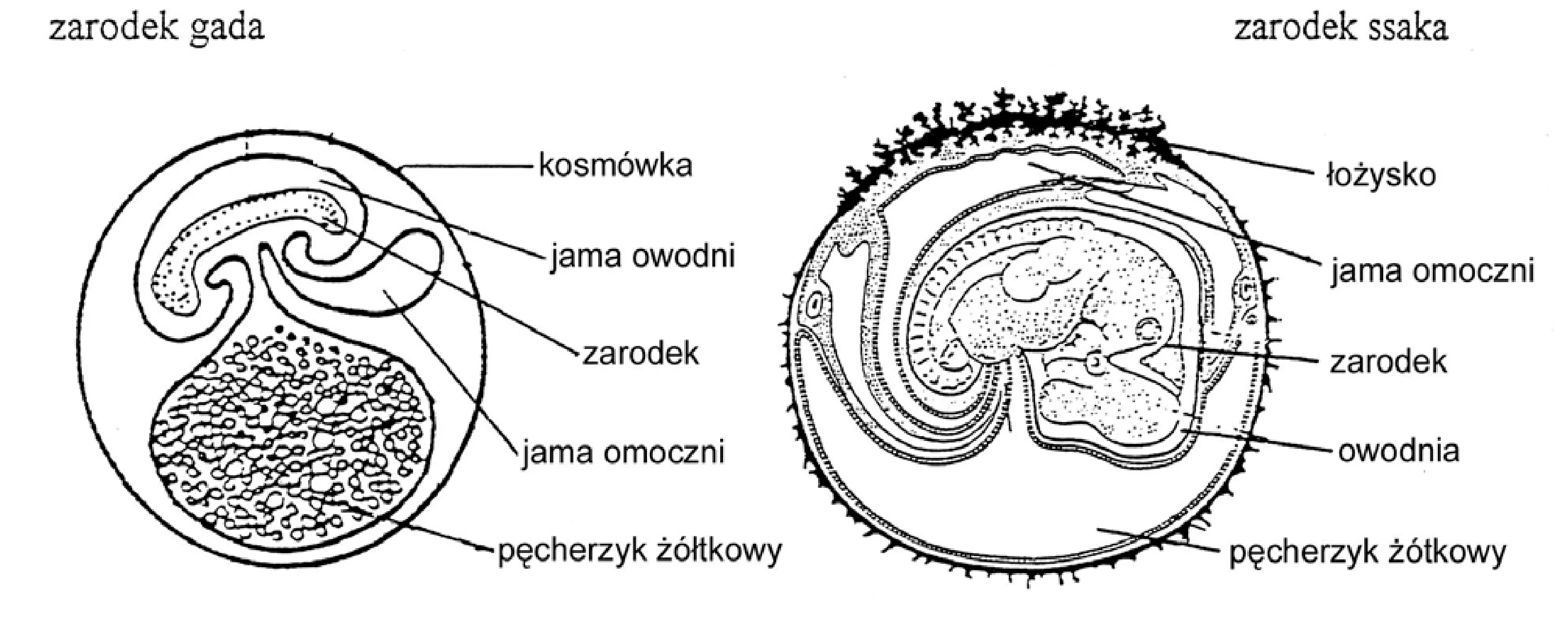 Rysunek 1 do zadania