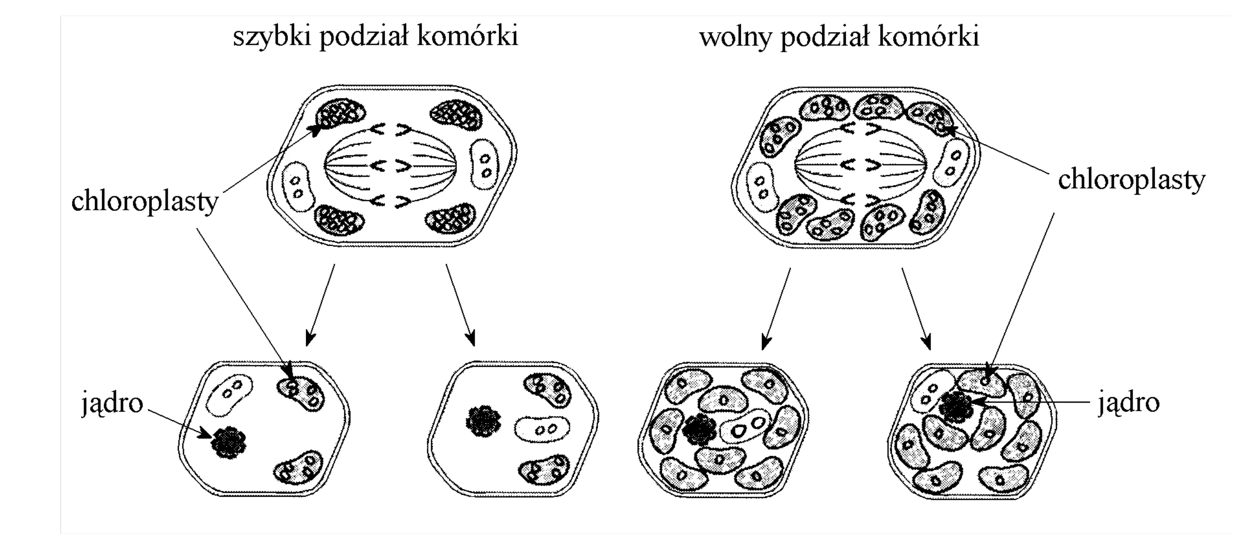 Rysunek 1 do zadania