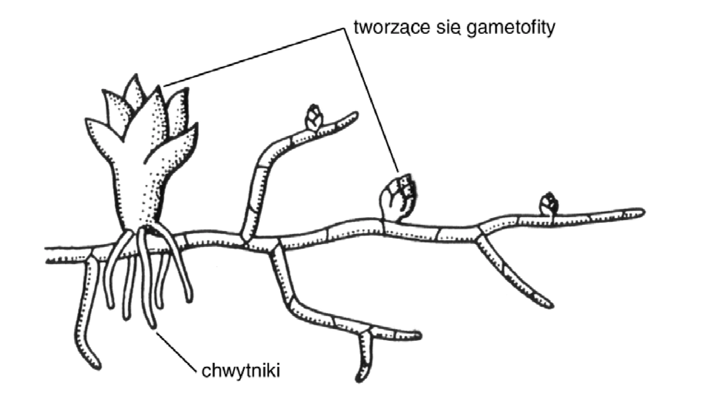 Rysunek 1 do zadania
