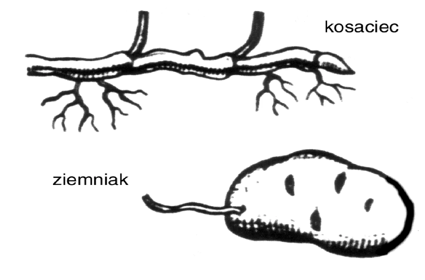 Rysunek 1 do zadania