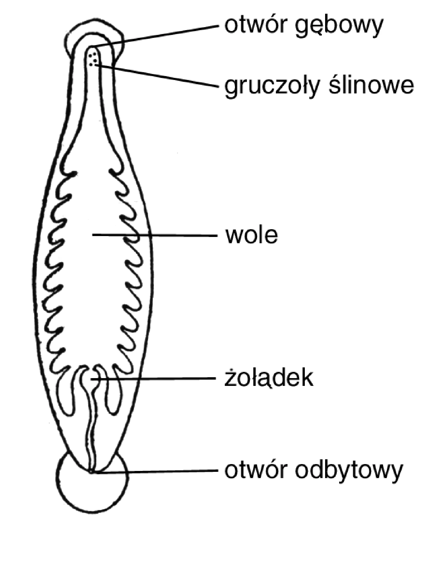 Rysunek 1 do zadania