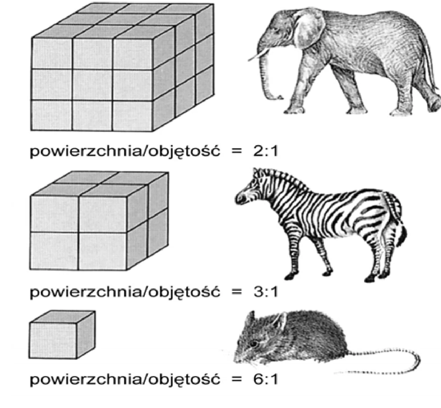 Rysunek 1 do zadania