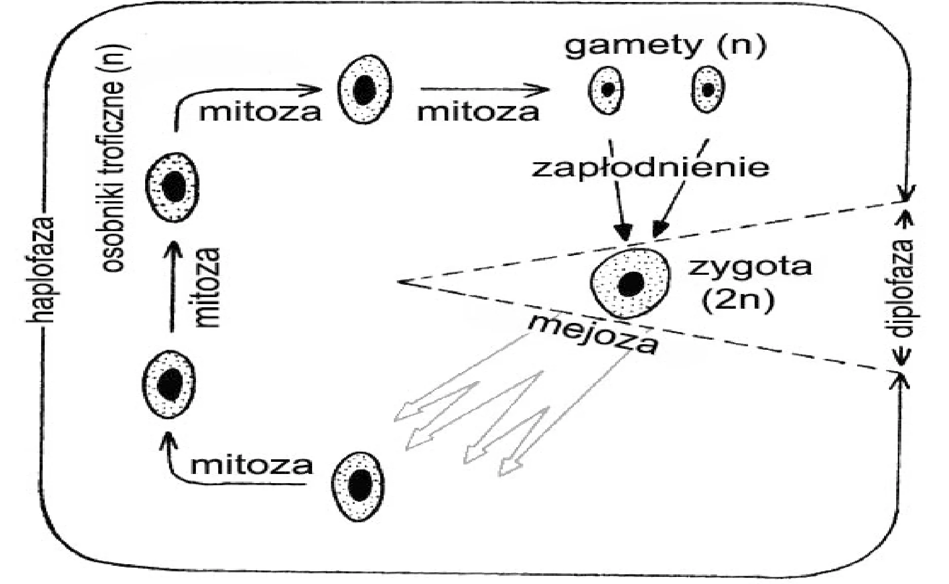 Rysunek 1 do zadania