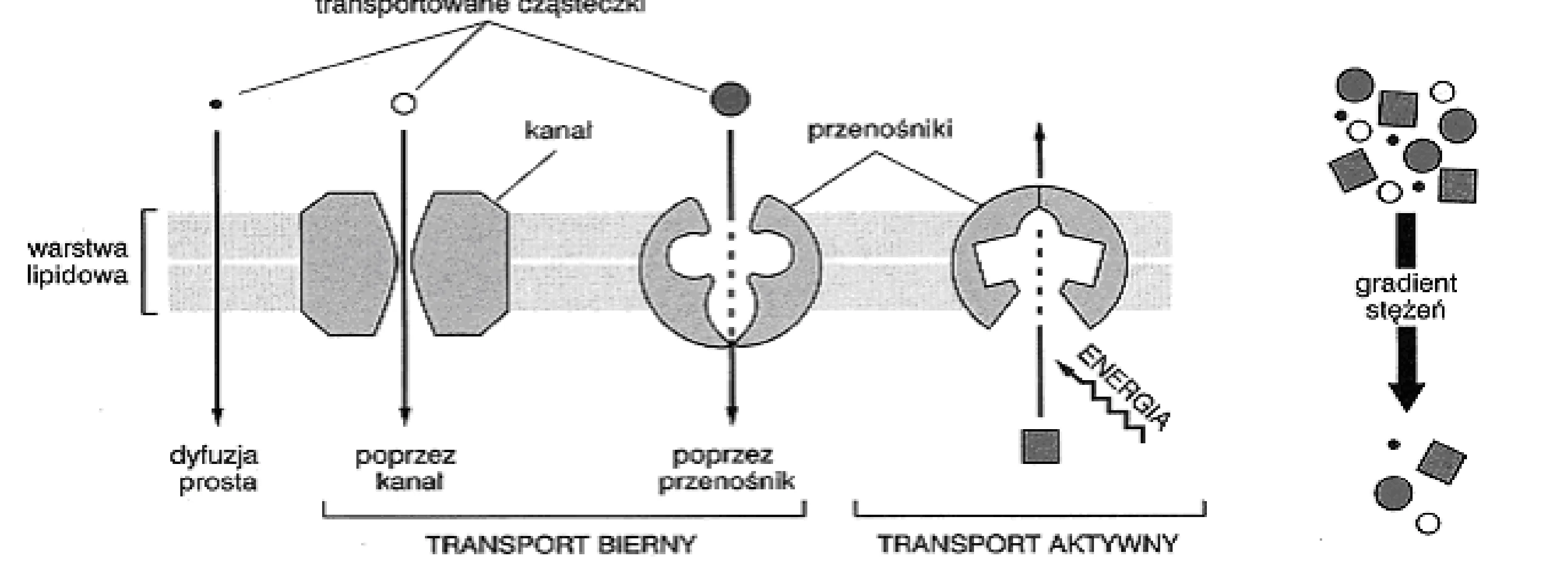 Rysunek 1 do zadania
