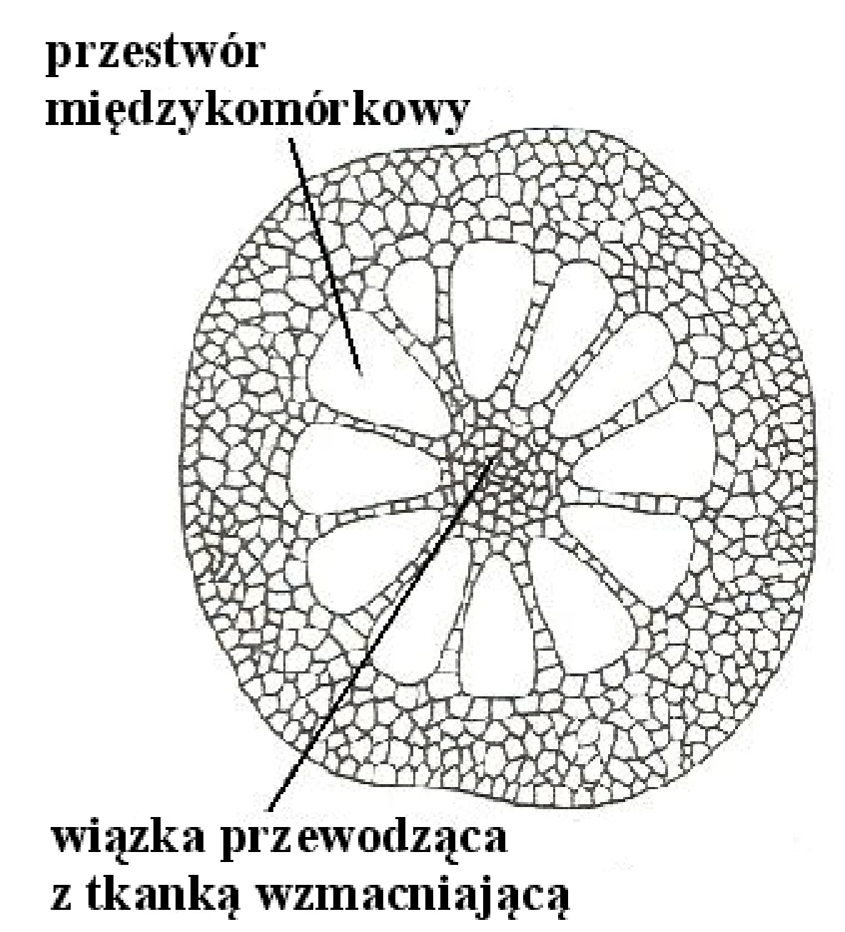 Rysunek 1 do zadania