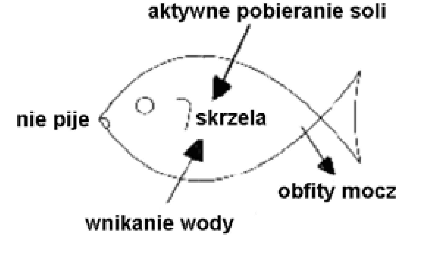 Rysunek 1 do zadania