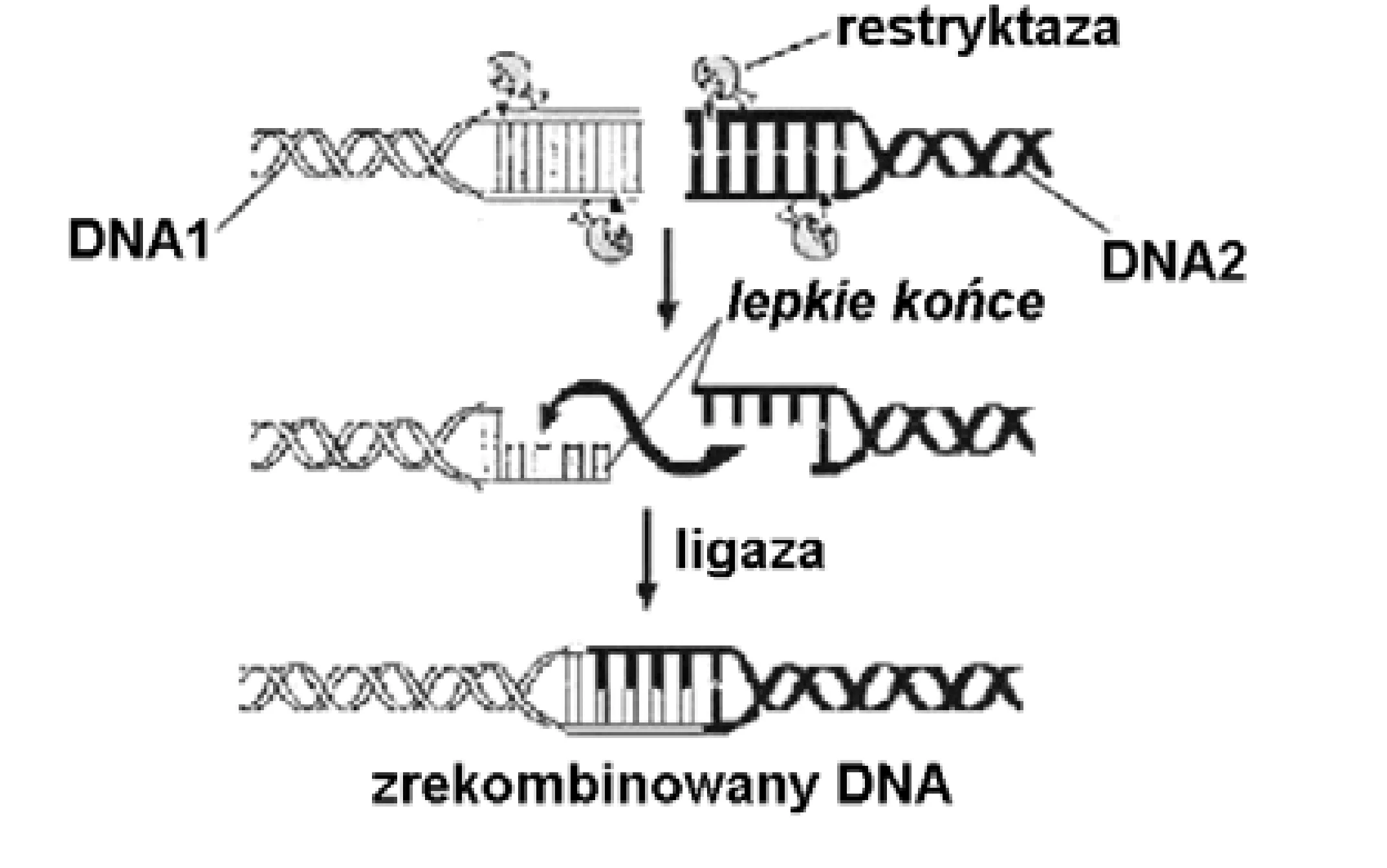 Rysunek 1 do zadania