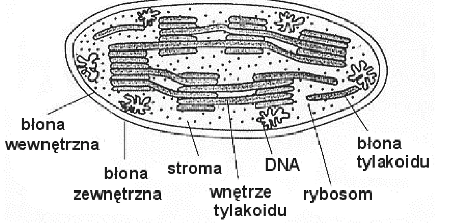 Rysunek 1 do zadania