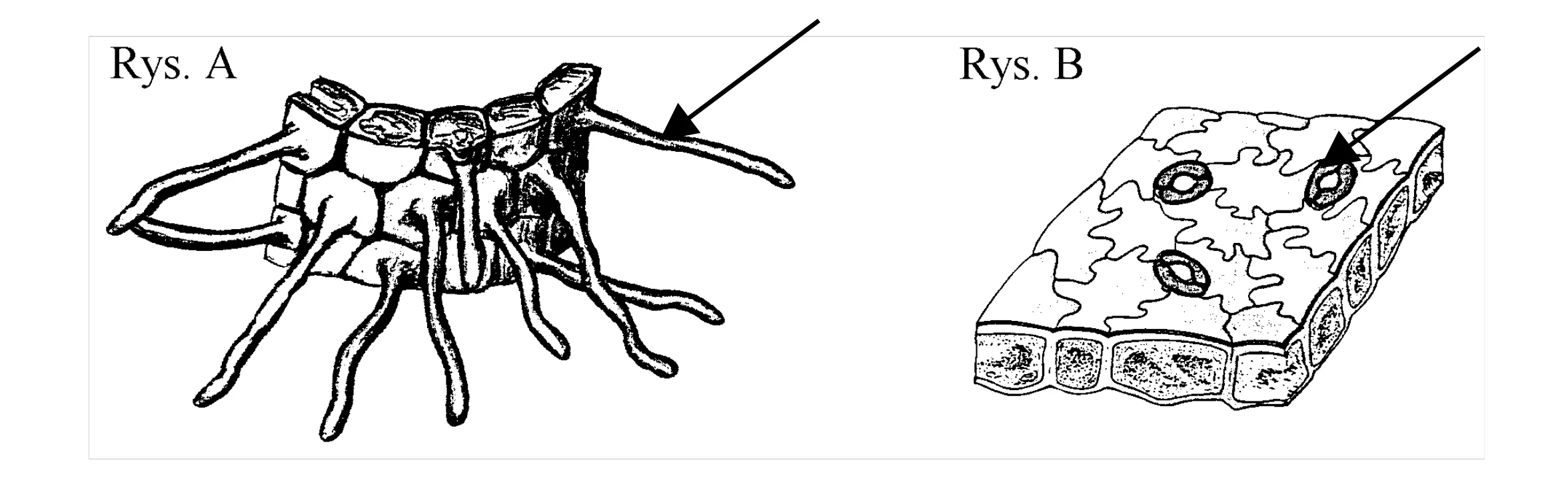 Rysunek 1 do zadania