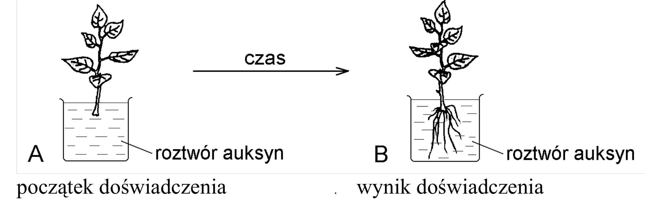Rysunek 1 do zadania