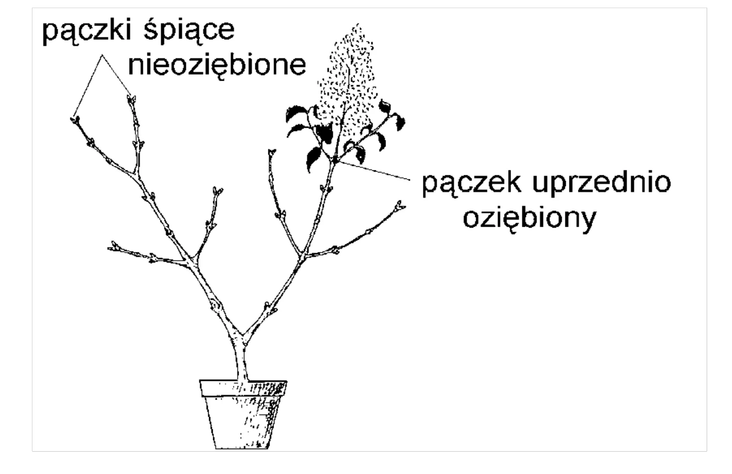 Rysunek 1 do zadania