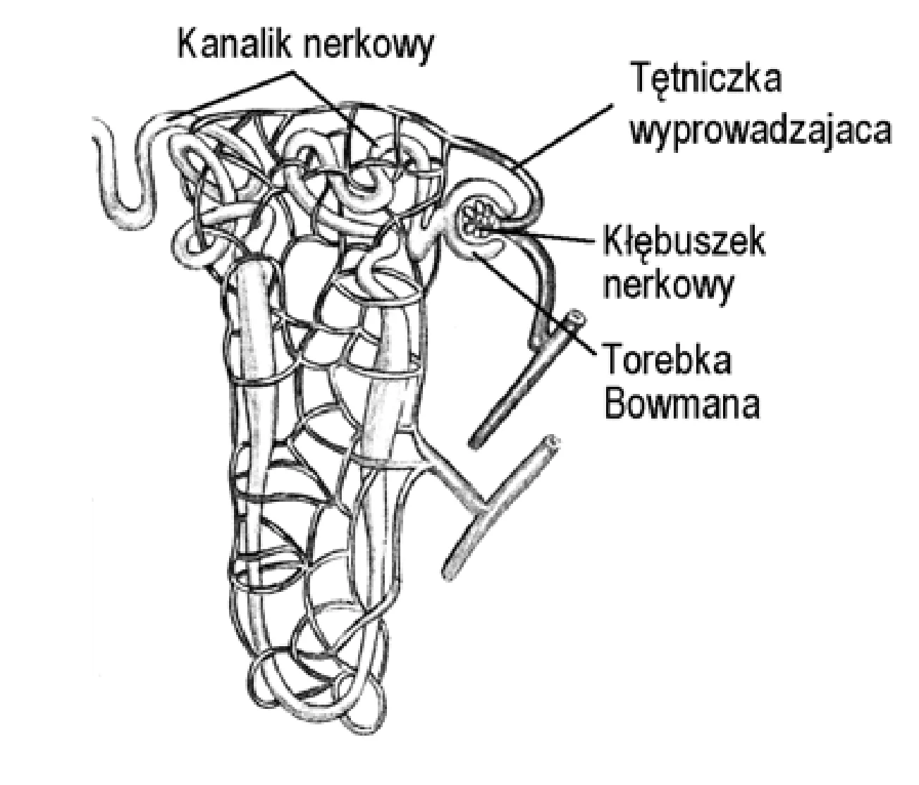 Rysunek 1 do zadania