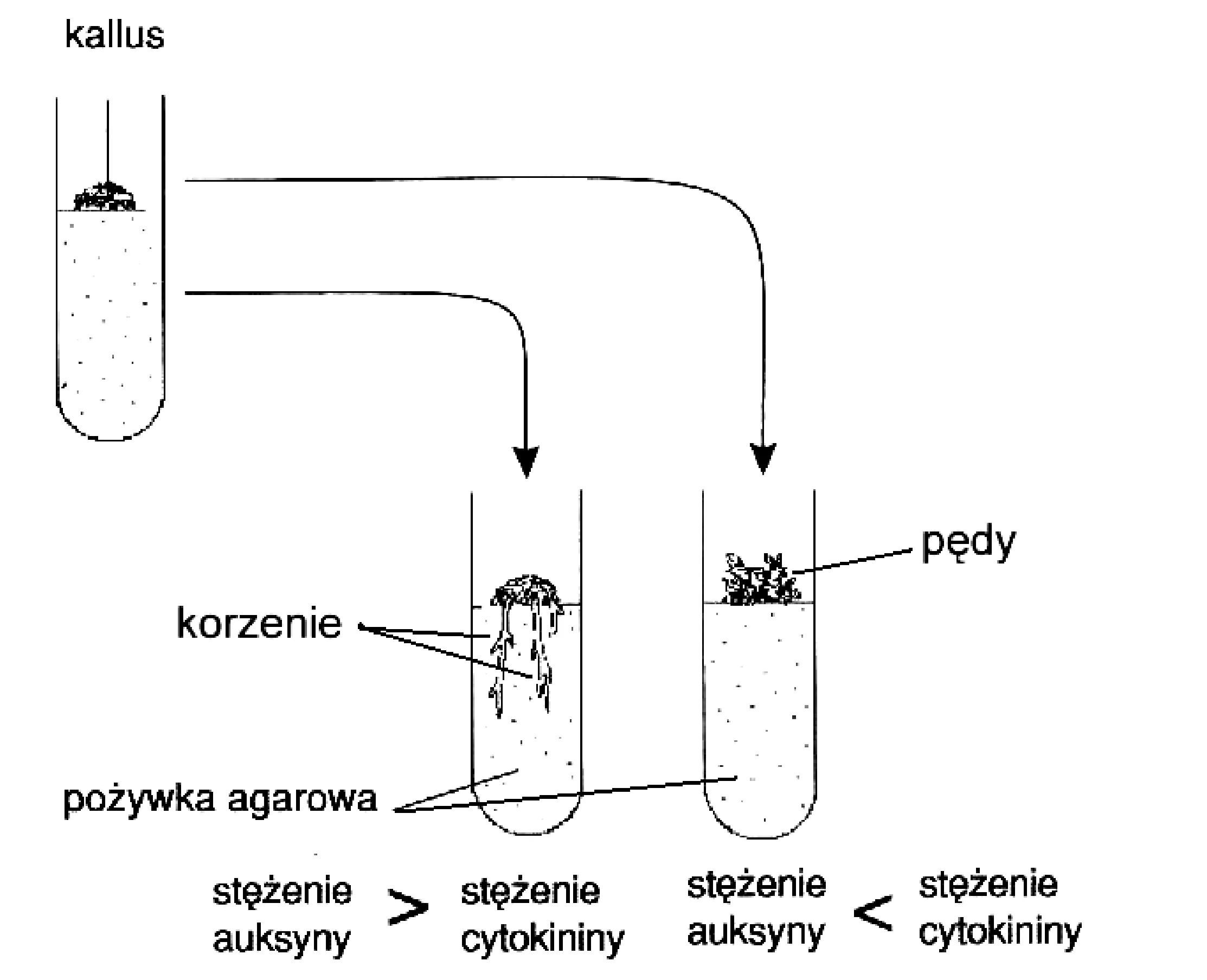 Rysunek 1 do zadania