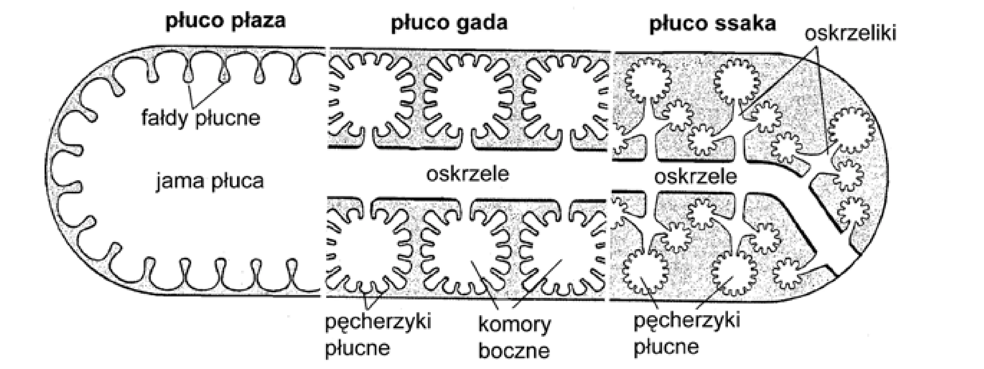 Rysunek 1 do zadania