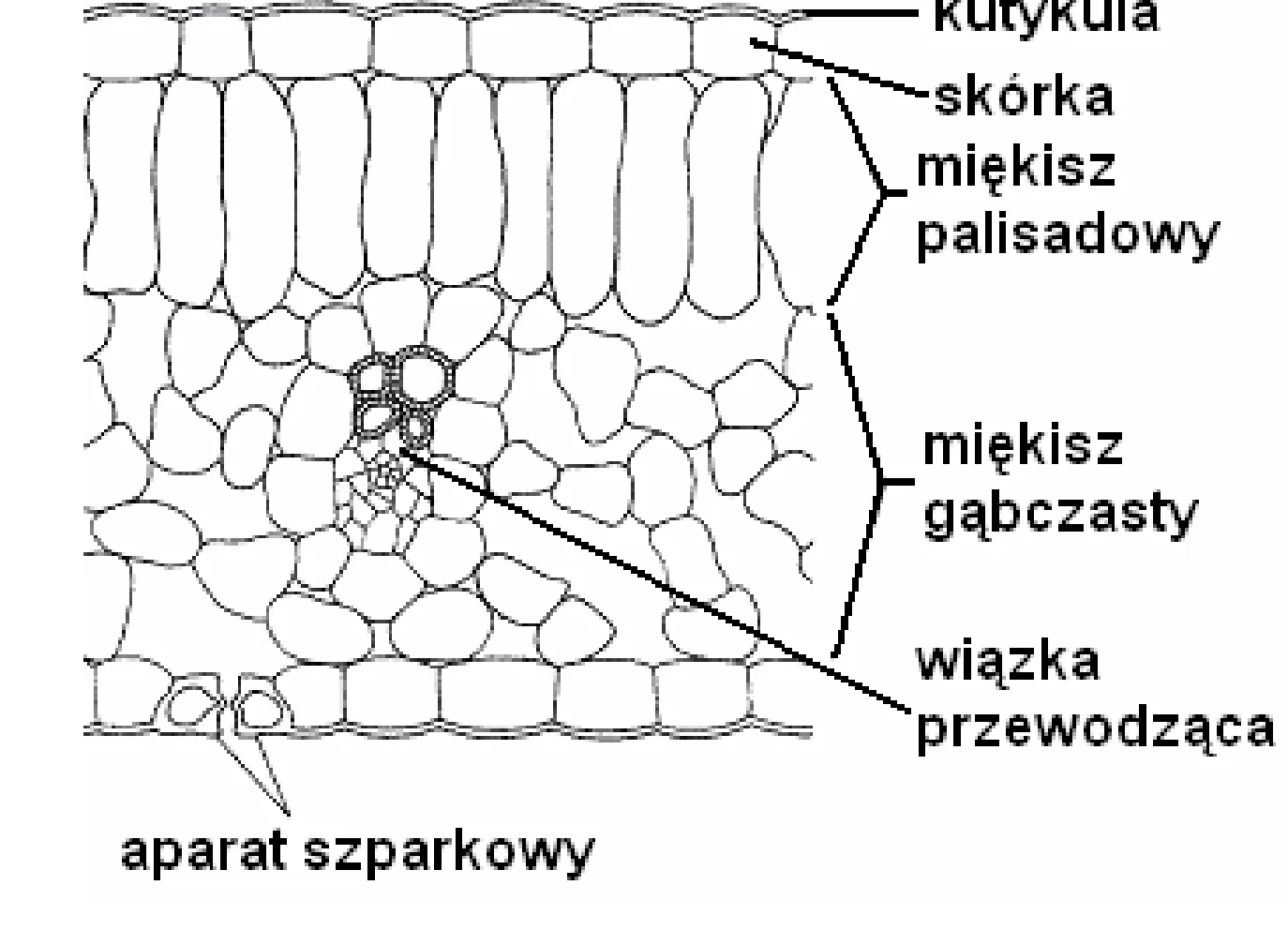 Rysunek 1 do zadania