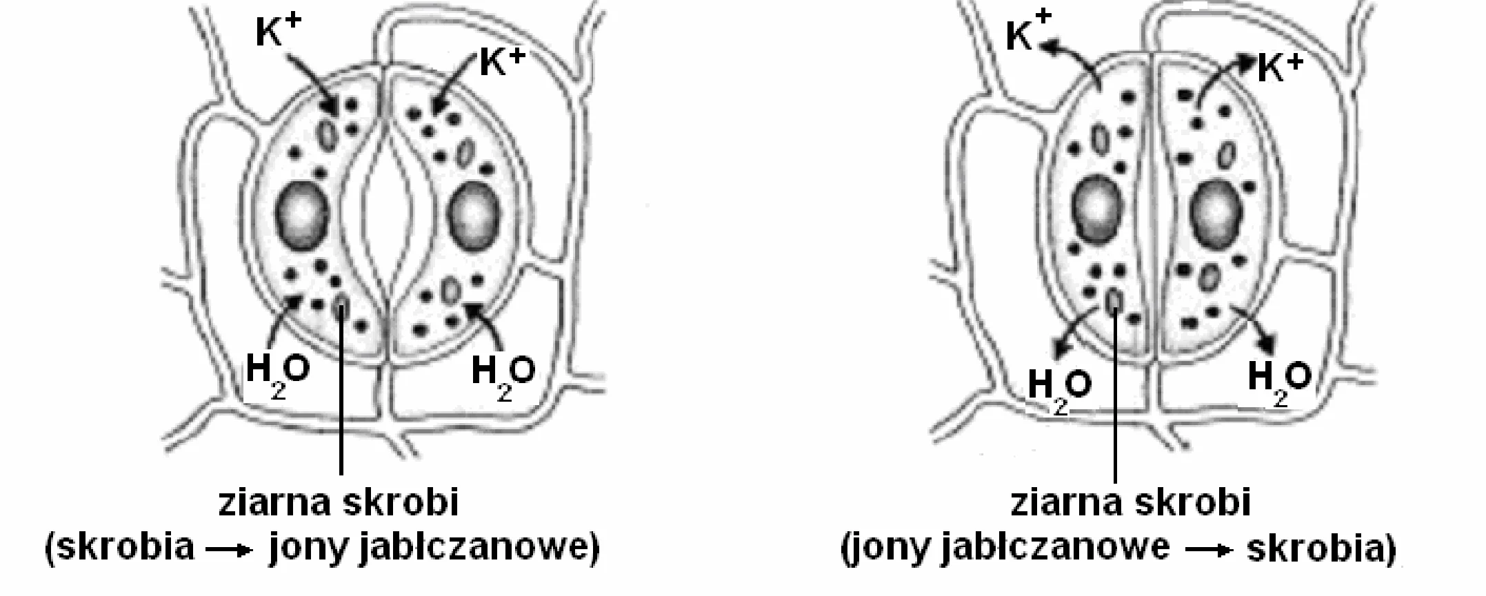 Rysunek 1 do zadania