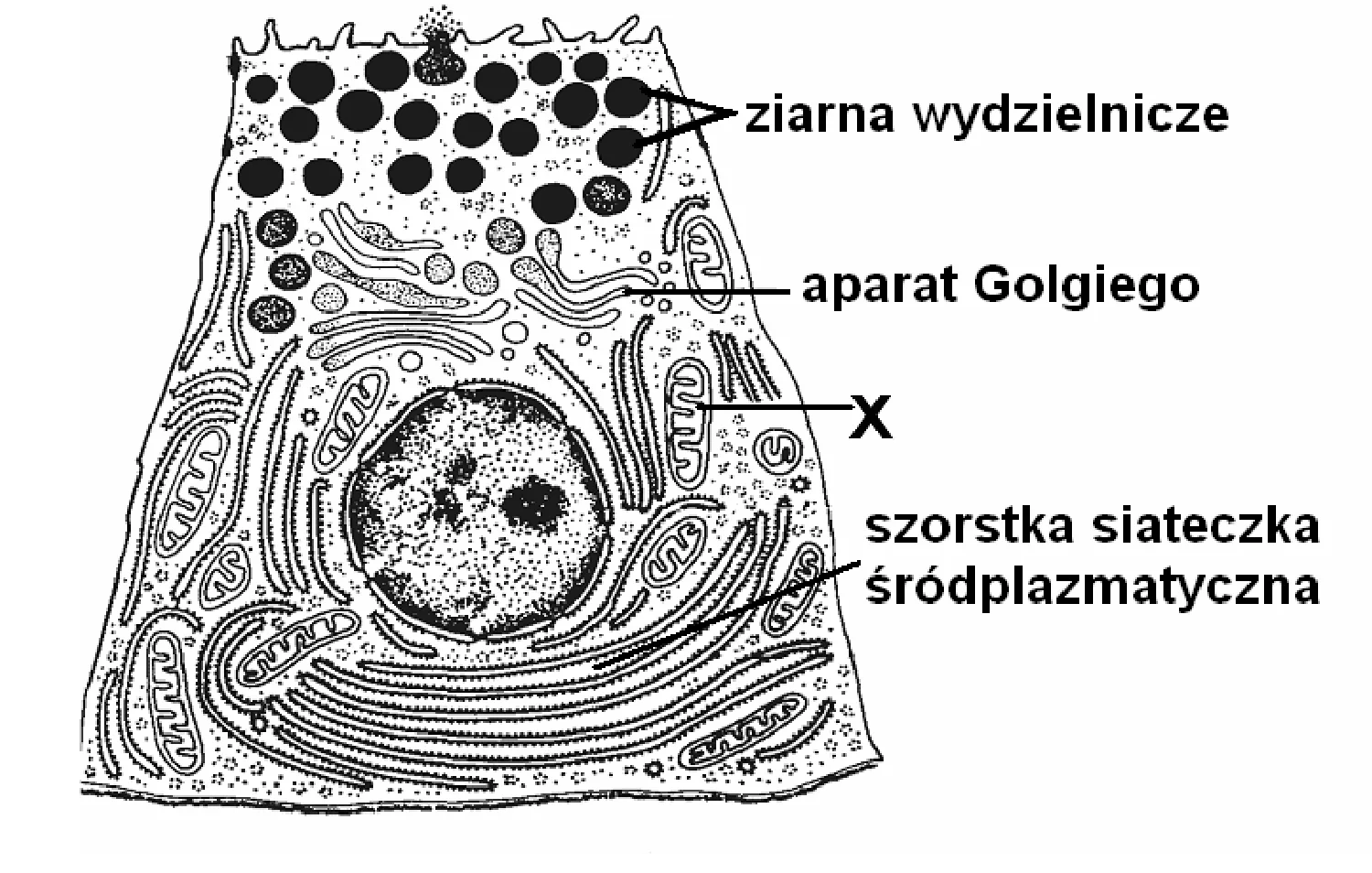 Rysunek 1 do zadania