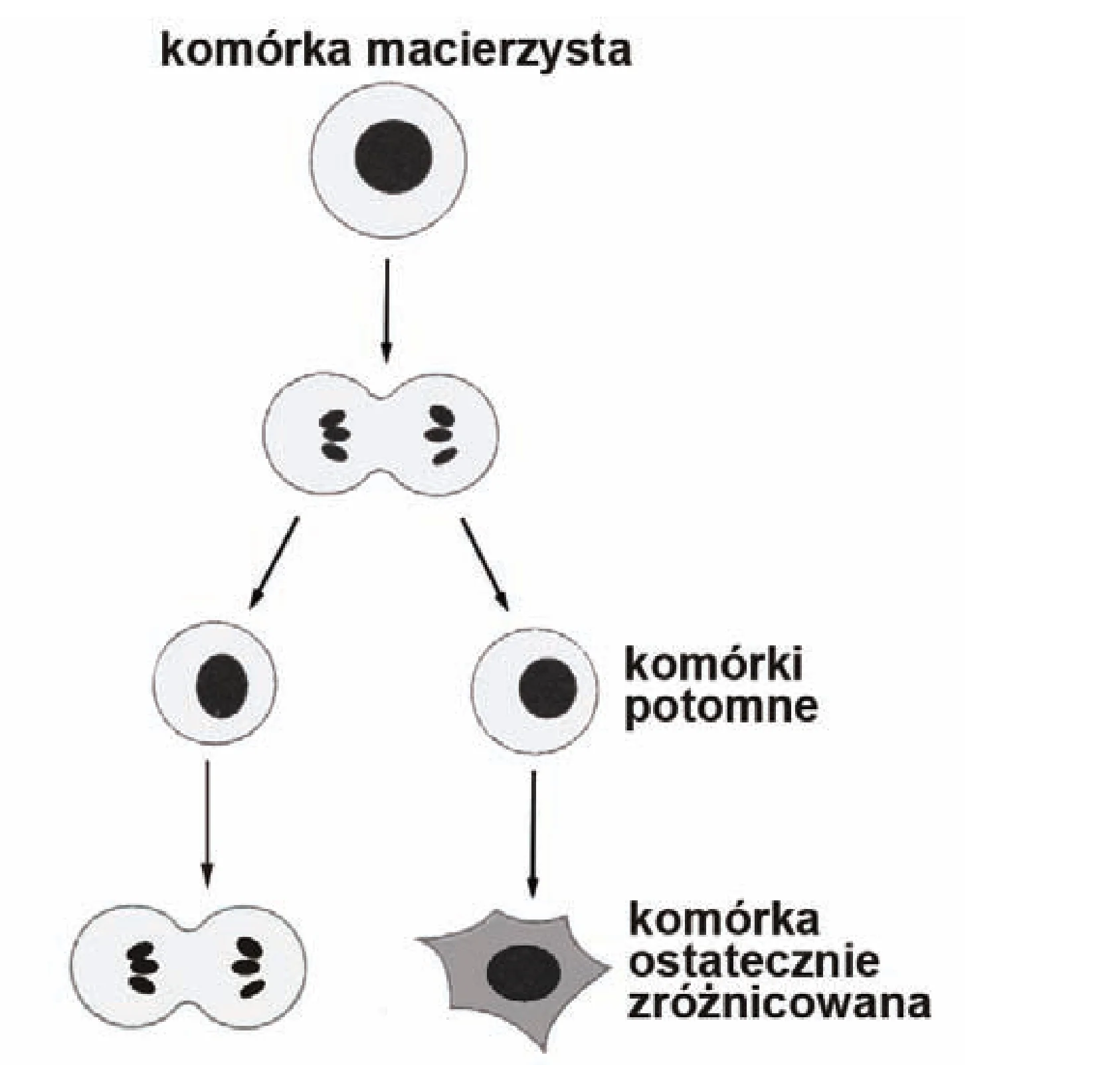 Rysunek 1 do zadania