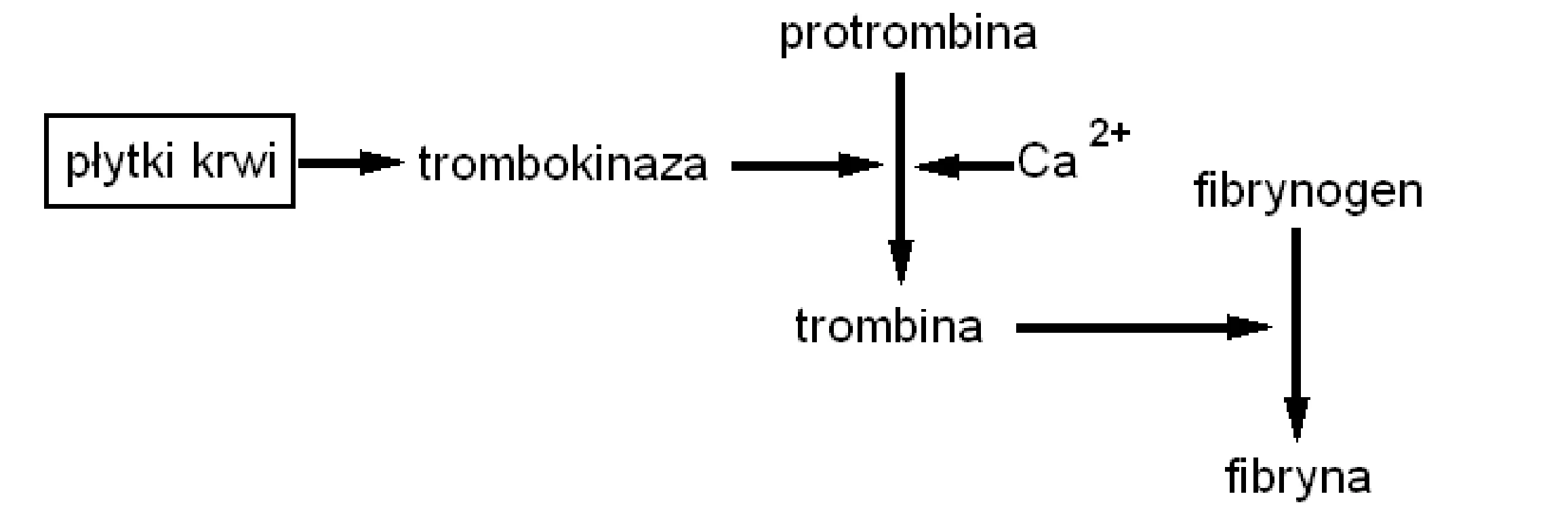 Proces krzepnięcia krwi: płytki krwi aktywują trombokinazę, która z jonami Ca 2+ przekształca protrombinę w trombinę, a ta następnie zamienia fibrynogen w fibrynę.