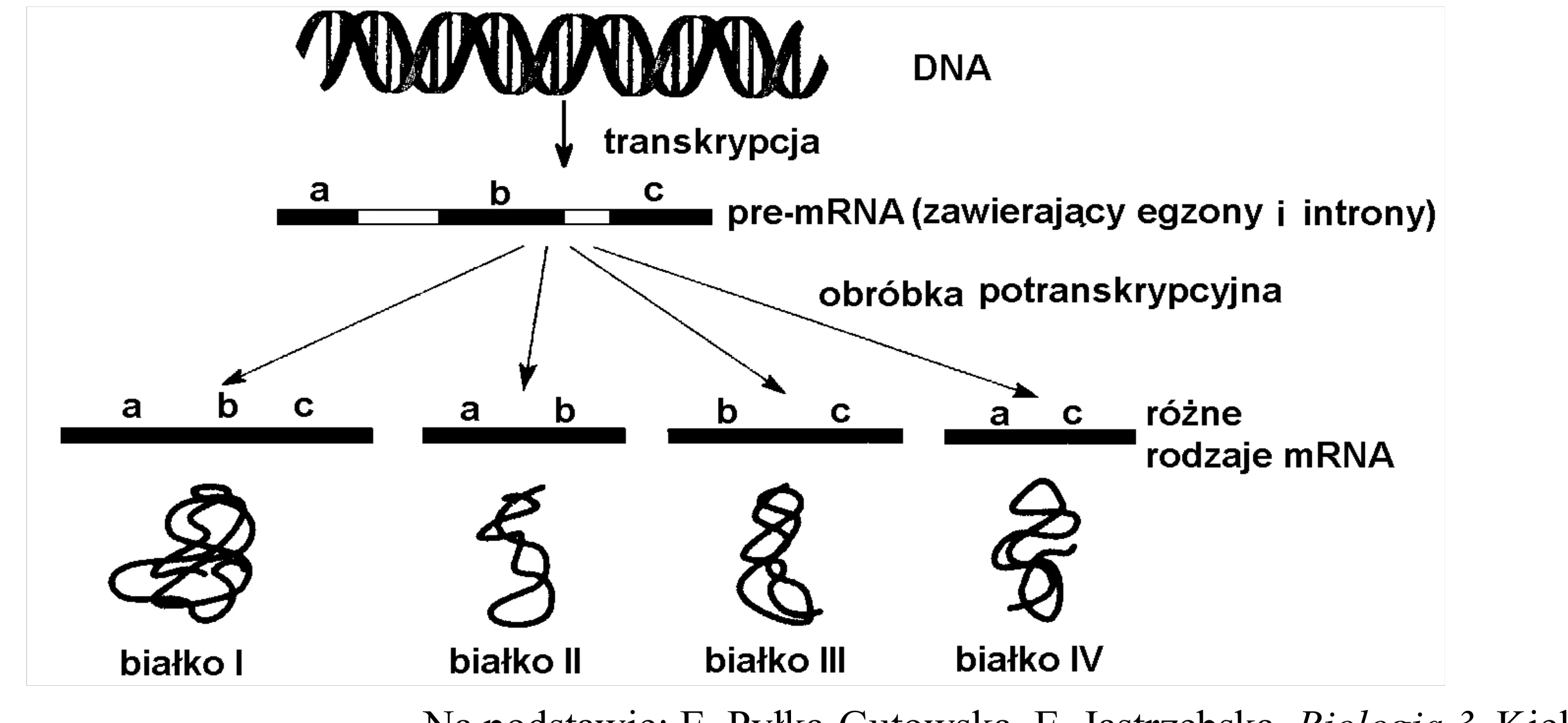 Schemat ilustrujący proces zróżnicowanego składania genów: DNA ulega transkrypcji do pre-mRNA z egzonami a, b, c, które następnie są łączone w cztery różne kombinacje mRNA, prowadzące do syntezy czterech odmiennych białek.