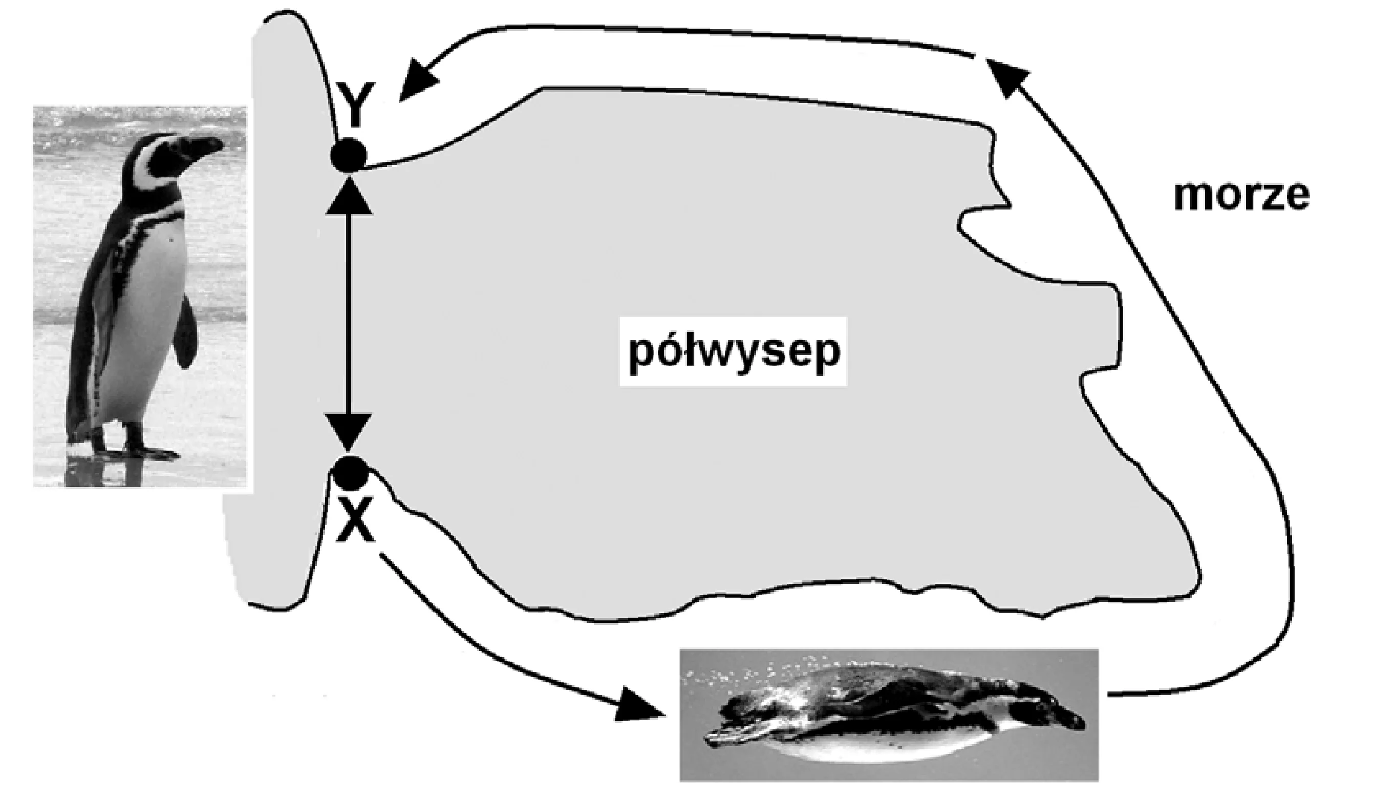 Mapa półwyspu z punktami X i Y. Między nimi zaznaczono krótszą drogę lądową (prosta linia) i dłuższą drogę wodną (zakrzywiona linia wokół półwyspu). Obok dróg umieszczono zdjęcia stojącego i pływającego pingwina.