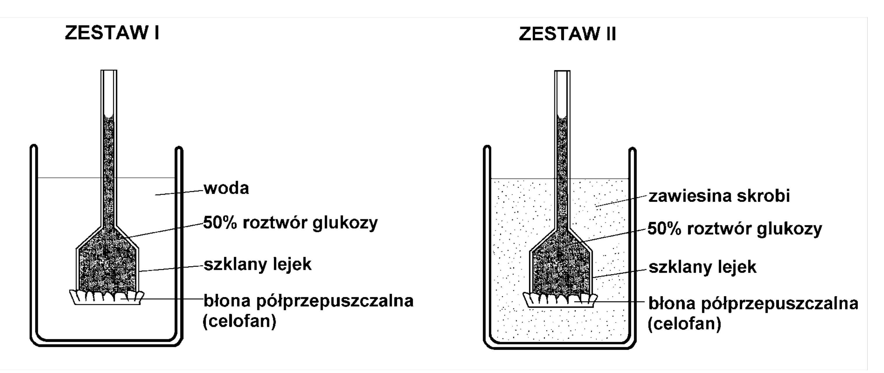 Rysunek przedstawia dwa pionowe schematy doświadczalne osmozy. W obu, lejek z 50% roztworem glukozy i celofanową błoną półprzepuszczalną jest zanurzony: Zestaw I w wodzie, Zestaw II w zawiesinie skrobi.