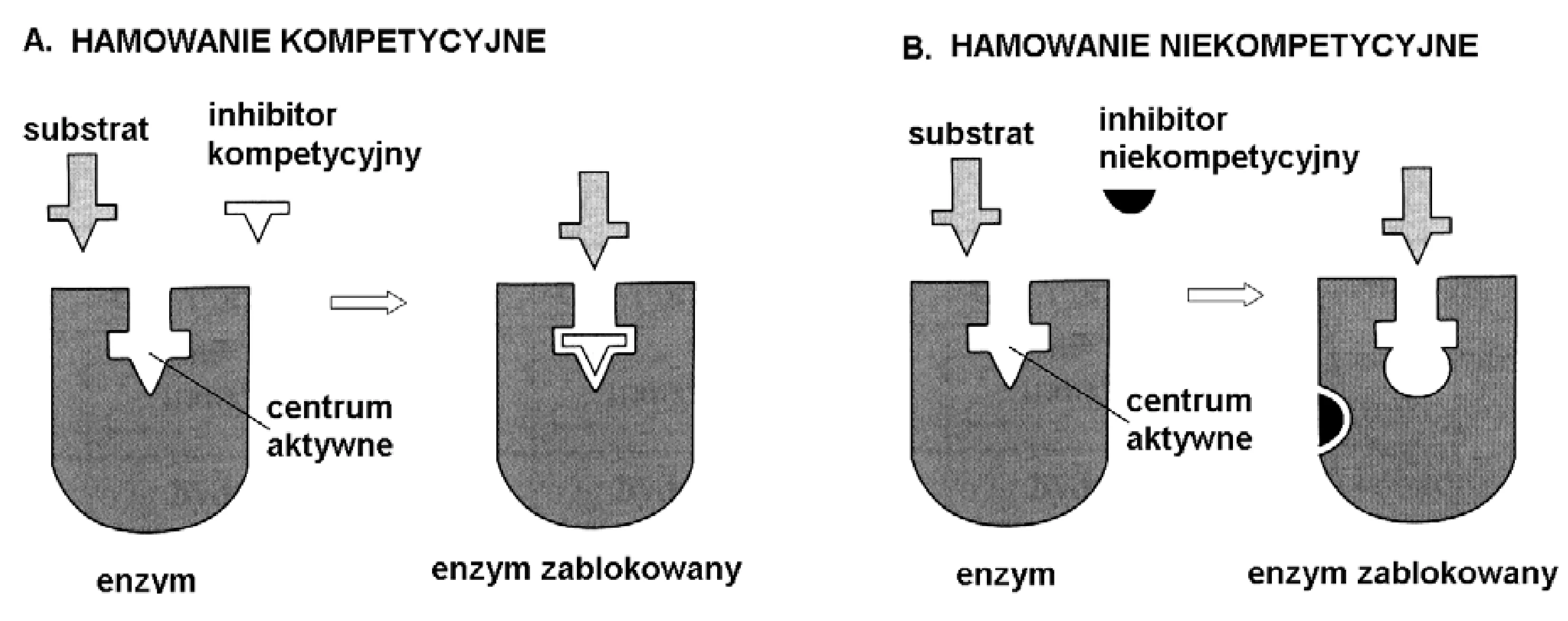 Schemat przedstawia dwa rodzaje hamowania enzymów: A. kompetycyjne, gdzie inhibitor o kształcie zbliżonym do substratu blokuje centrum aktywne enzymu, oraz B. niekompetycyjne, gdzie inhibitor o innym kształcie wiąże się poza centrum aktywnym, zmieniając jego kształt i uniemożliwiając przyłączenie substratu.
