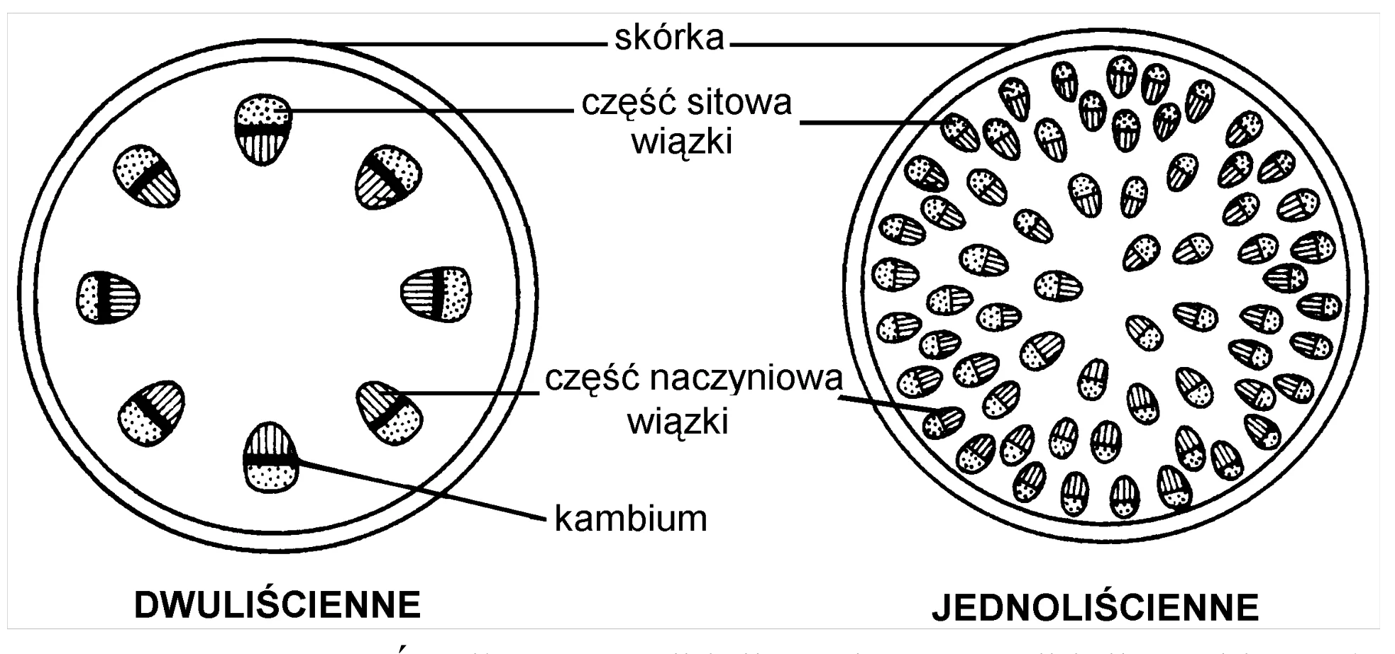 Rysunek 1 do zadania