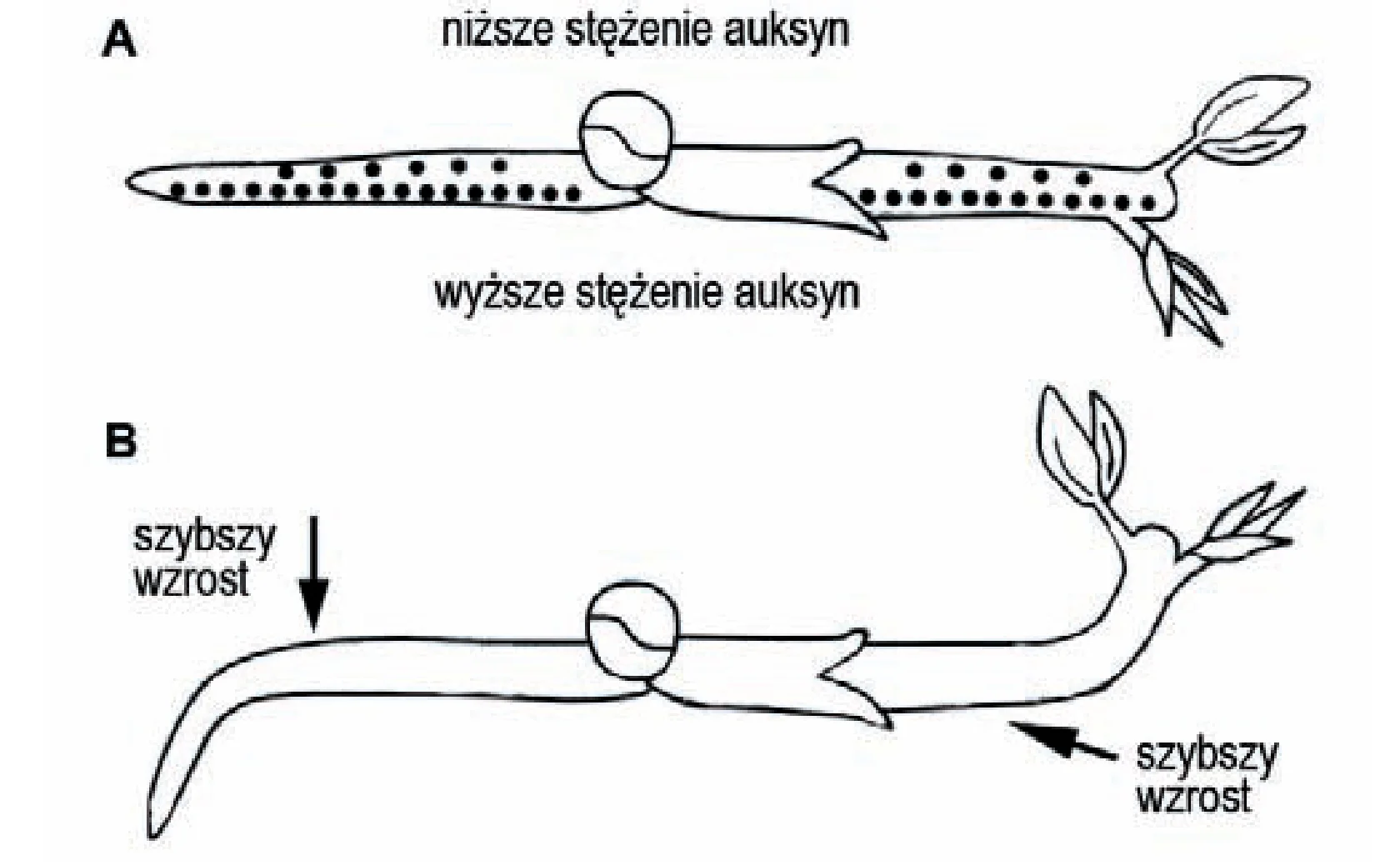 Rysunek 1 do zadania