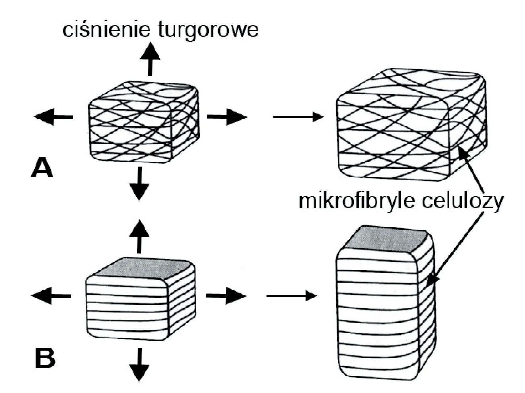 Rysunek 1 do zadania
