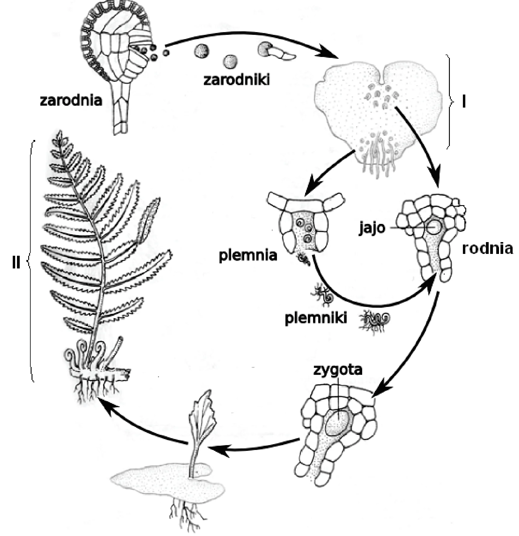 Rysunek 1 do zadania