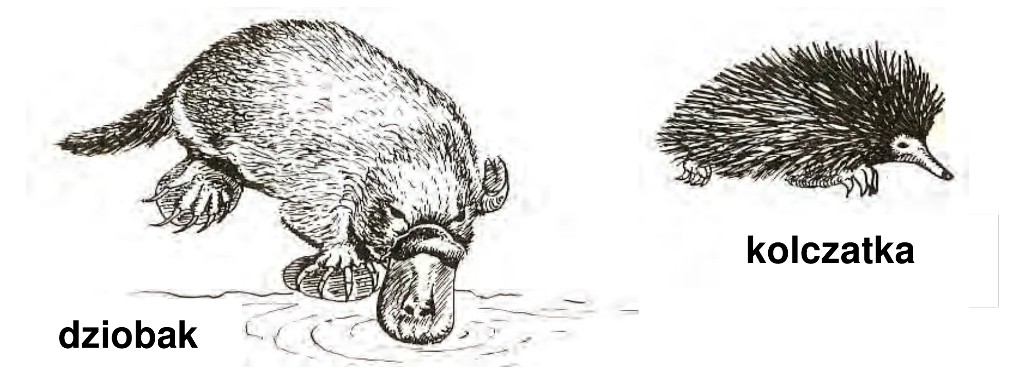 Rysunek 1 do zadania