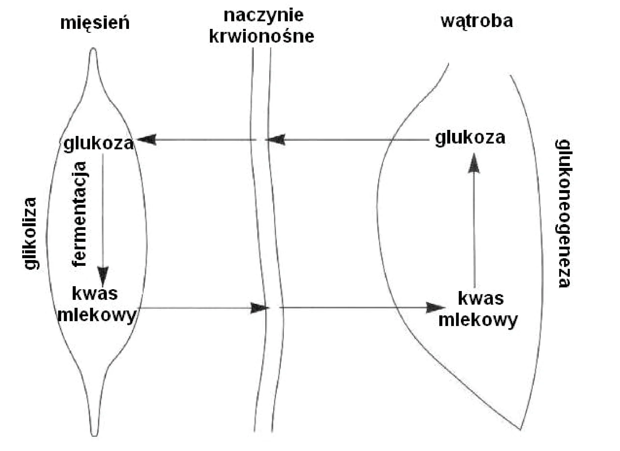 Rysunek 1 do zadania