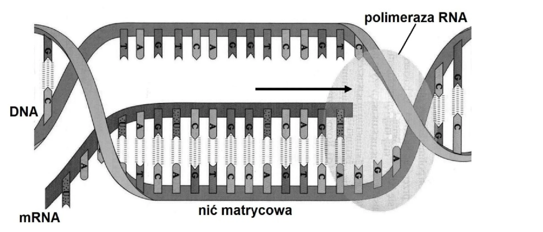 Proces transkrypcji, gdzie polimeraza RNA syntetyzuje nić mRNA komplementarną do nici matrycowej DNA, z widocznym kierunkiem syntezy oznaczonym strzałką.