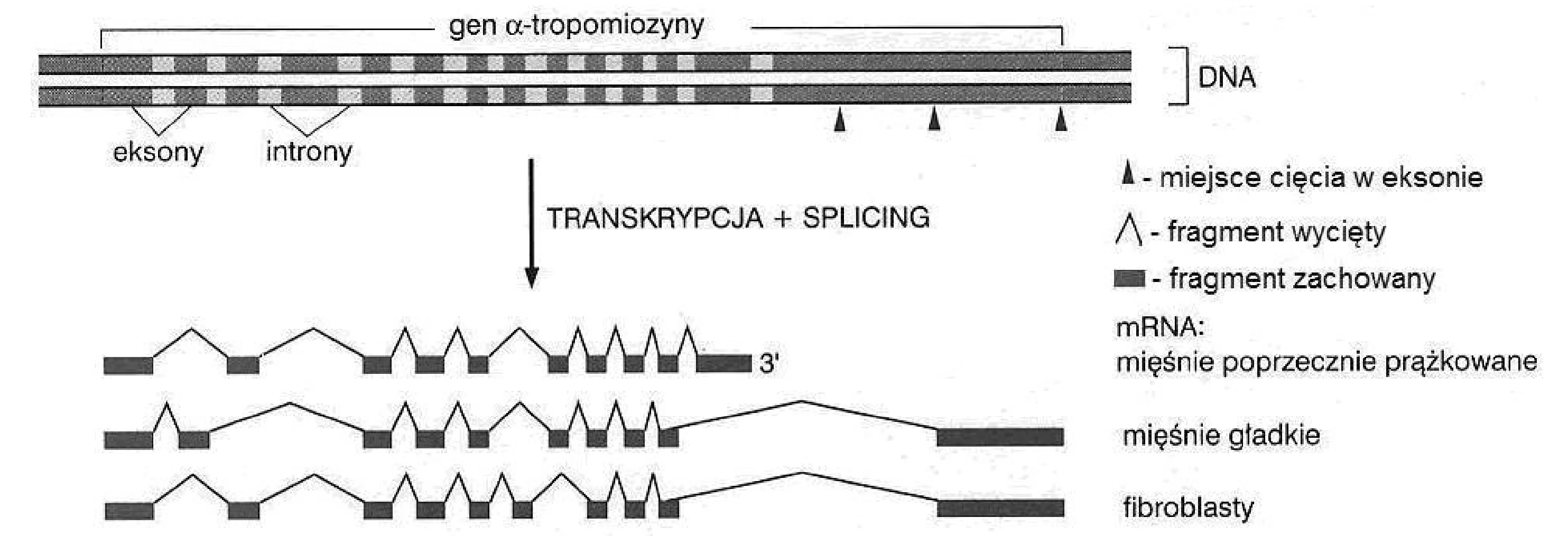 Schemat przedstawia liniowy odcinek DNA genu alfa-tropomiozyny z naprzemiennymi eksonami (ciemne prostokąty) i intronami (jasne prostokąty), oraz trzy różne sekwencje mRNA (ciągi ciemnych prostokątów) powstałe przez alternatywny splicing dla mięśni poprzecznie prążkowanych, gładkich i fibroblastów.