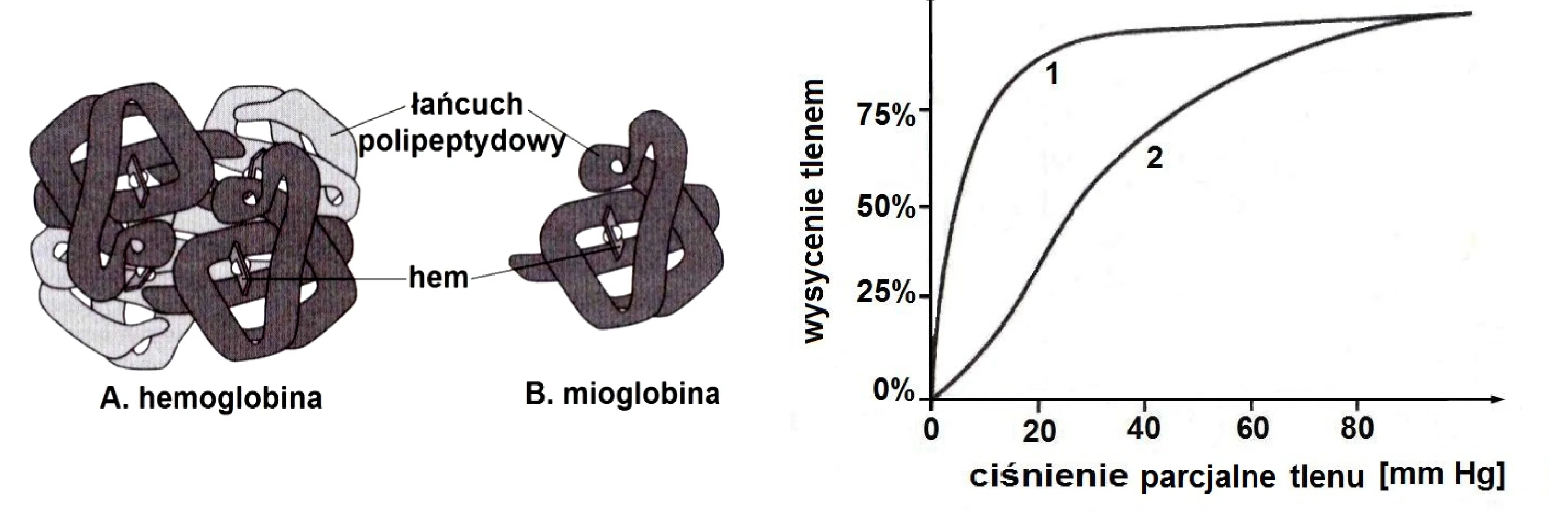 Schematy przedstawiają budowę hemoglobiny (A) z czterema łańcuchami polipeptydowymi i mioglobiny (B) z jednym łańcuchem, oba z hemem. Obok znajduje się wykres wysycenia tlenem w procentach (oś Y od 0% do 100%) w funkcji ciśnienia parcjalnego tlenu w mm Hg (oś X od 0 do 80), z dwiema krzywymi: krzywą 1 szybko rosnącą i krzywą 2 rosnącą wolniej.
