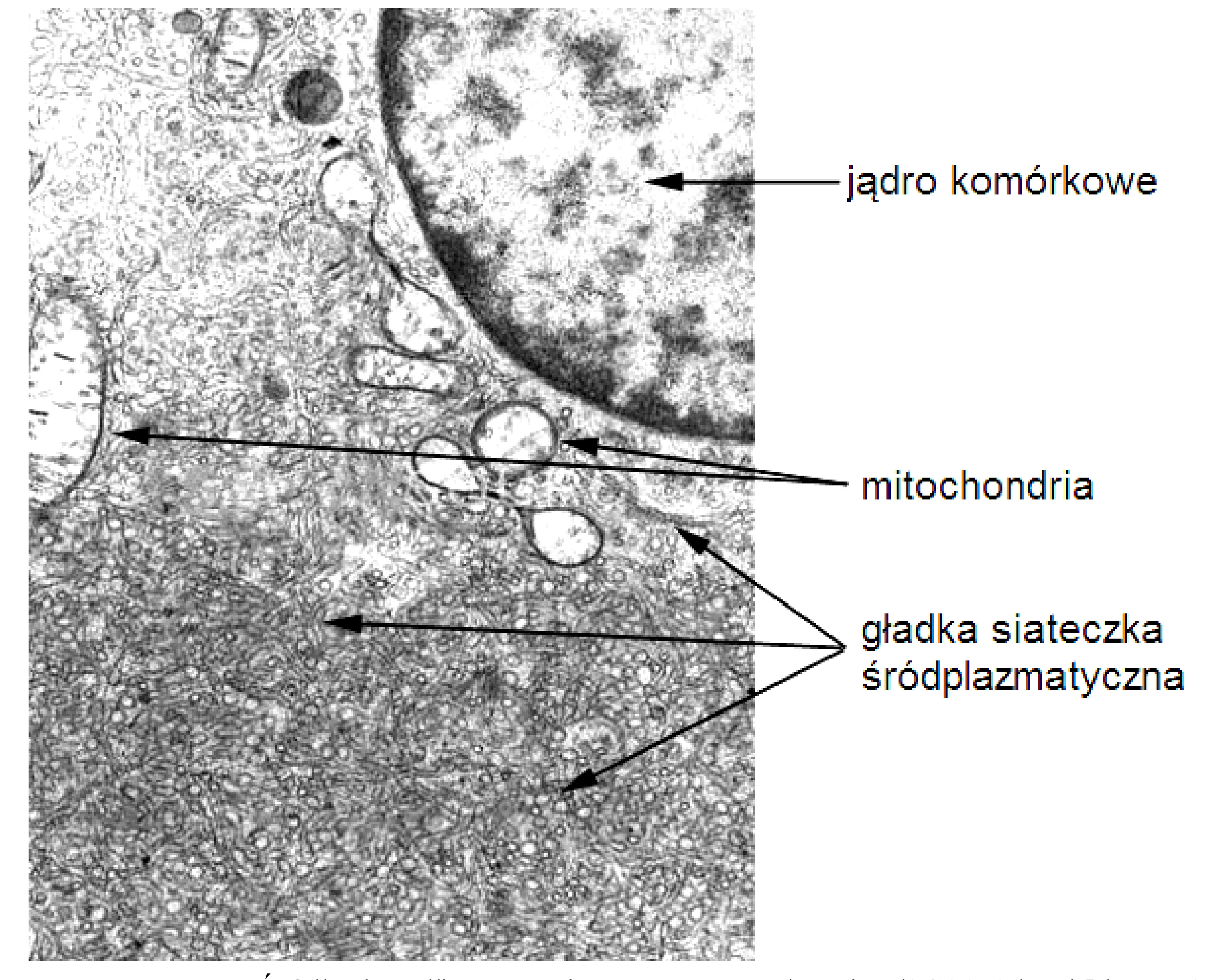 Duże, ziarniste jądro komórkowe zajmuje prawy górny obszar; obok niego widoczne są owalne mitochondria, natomiast dół i lewą stronę zdjęcia wypełnia gęsta sieć gładkiej siateczki śródplazmatycznej.