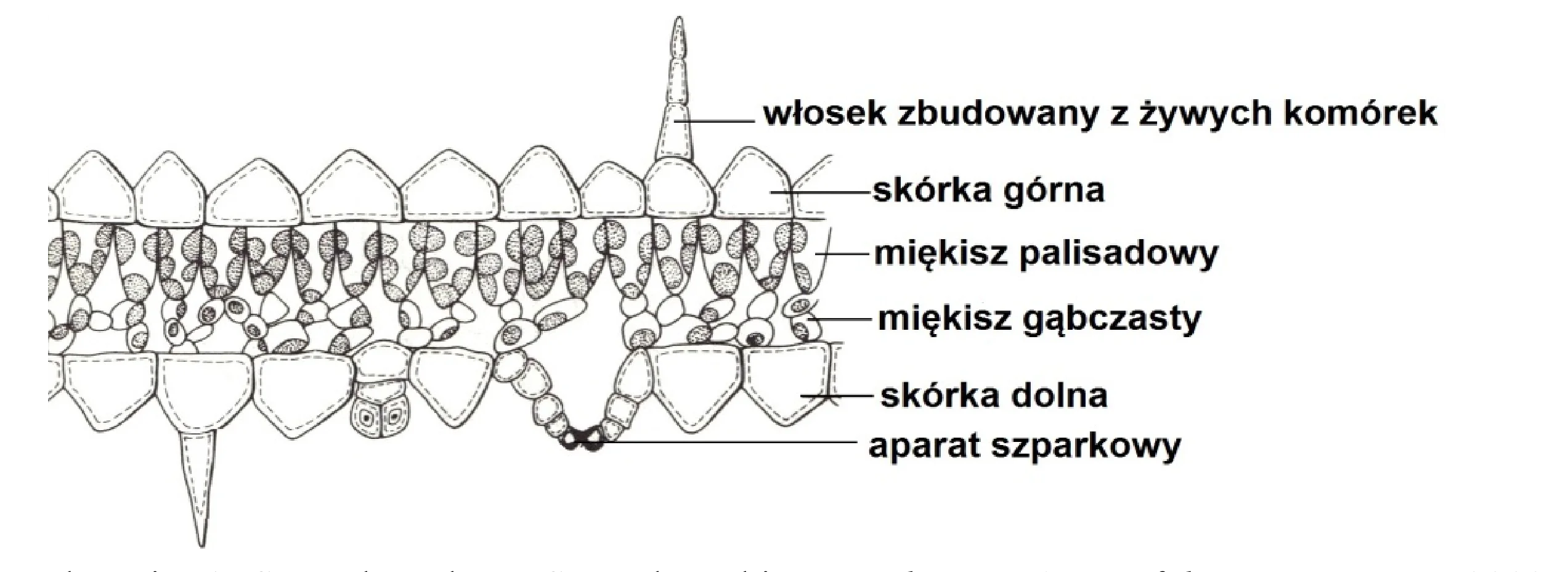 Przekrój poprzeczny blaszki liściowej higrofitu, ukazujący warstwy: skórkę górną z długim włoskiem, miękisz palisadowy, miękisz gąbczasty oraz skórkę dolną z aparatem szparkowym i włoskiem.