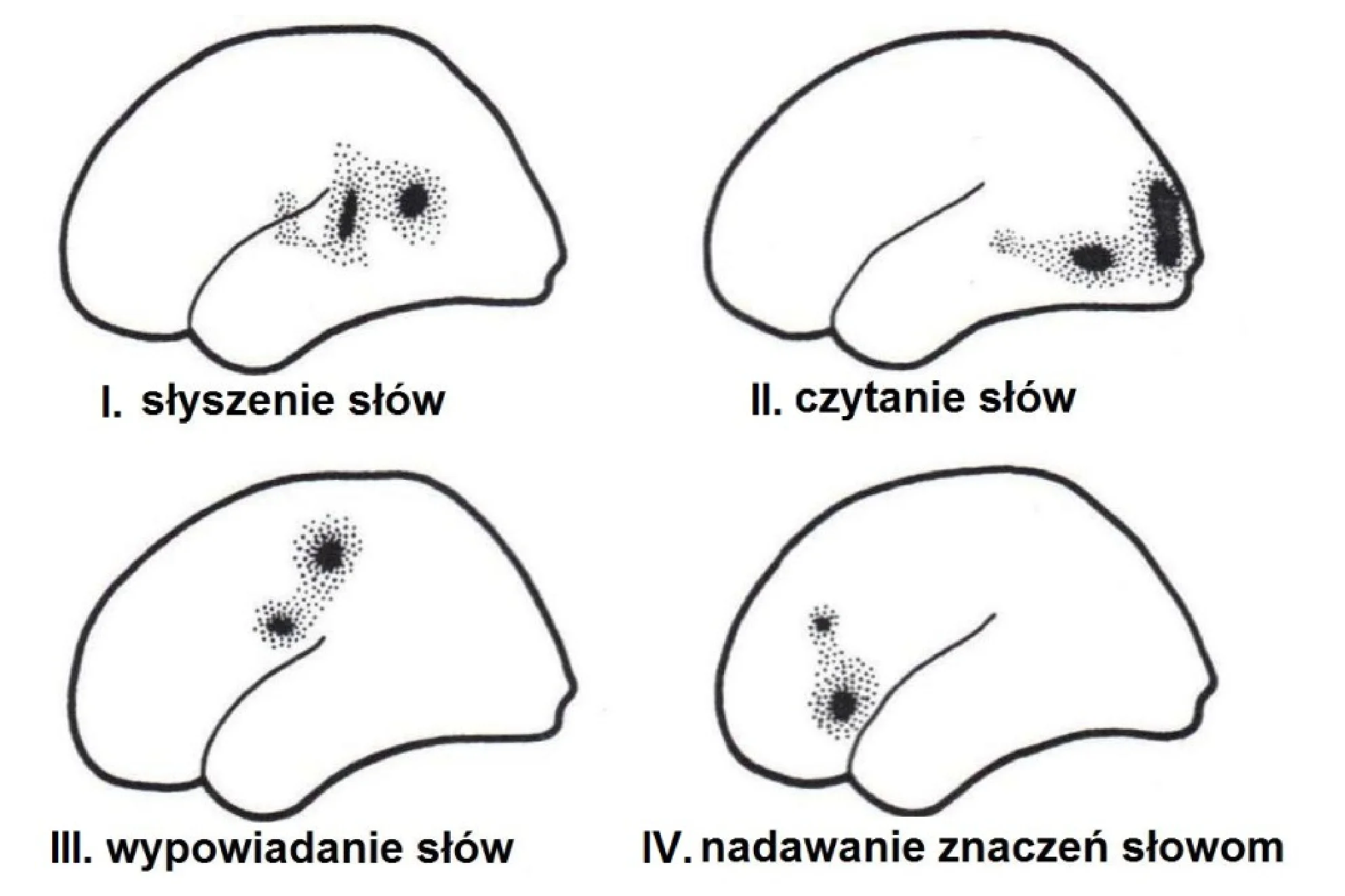 Cztery schematy ludzkiego mózgu, ułożone w siatce 2x2, pokazują aktywne obszary (ciemne punkty) podczas: I. słyszenia słów, II. czytania słów, III. wypowiadania słów oraz IV. nadawania znaczeń słowom.