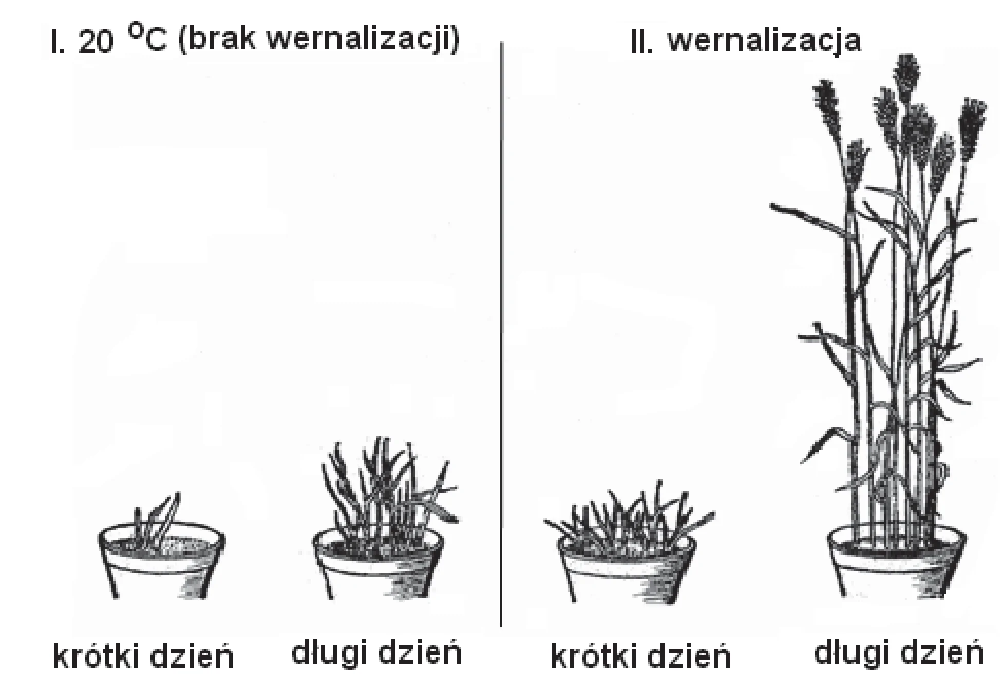 Rysunek 1 do zadania