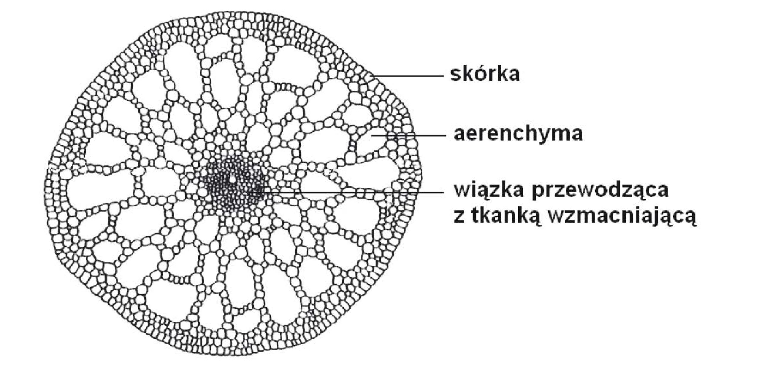 Rysunek 1 do zadania