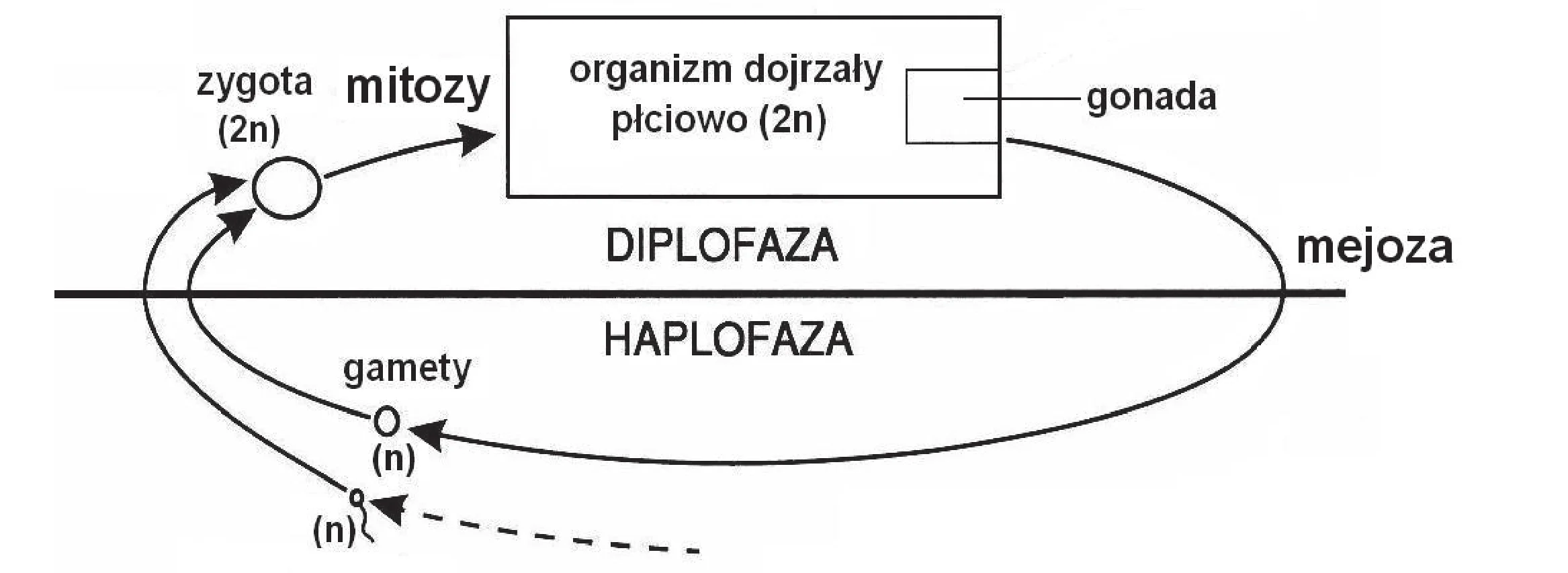 Rysunek 1 do zadania