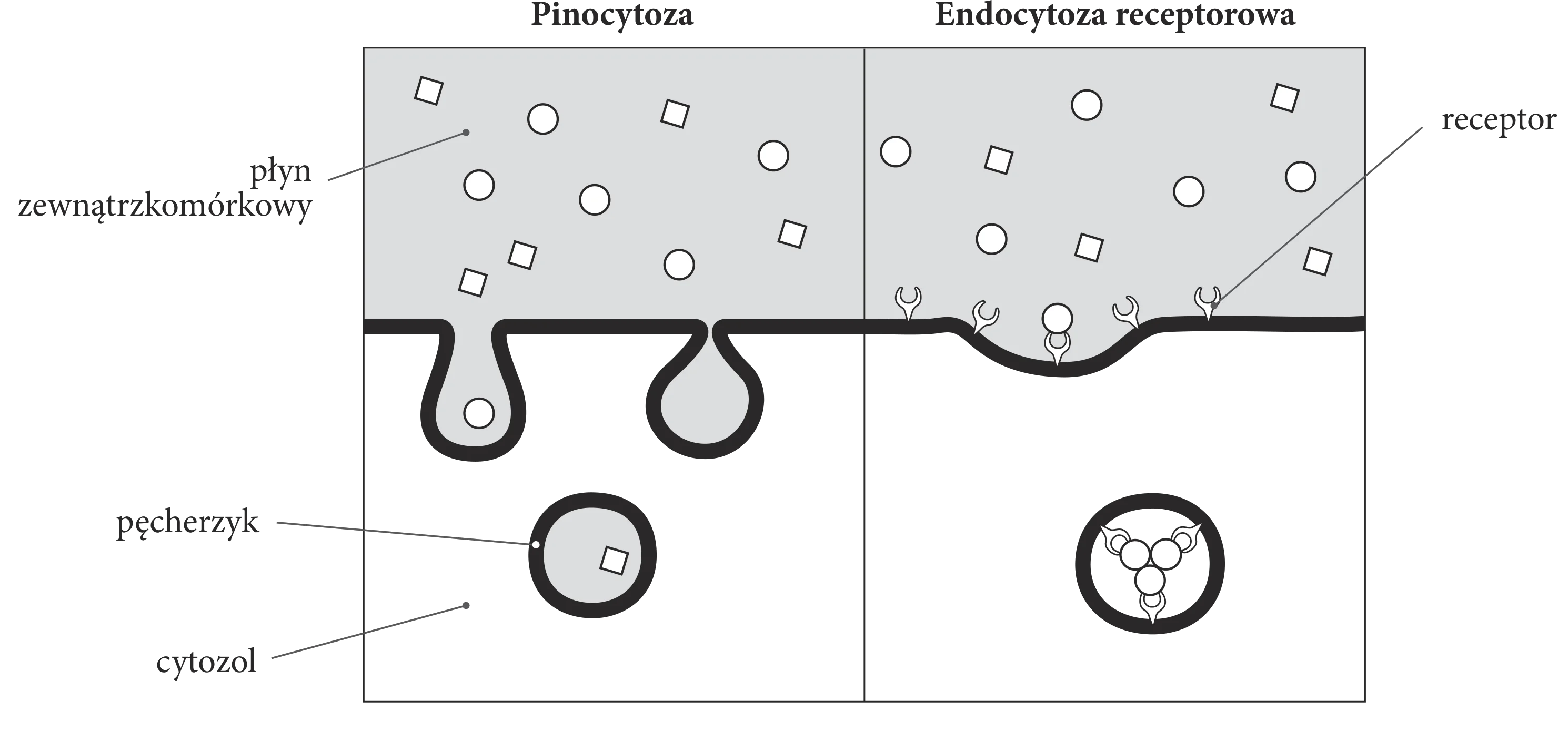 Dwa schematy porównujące: pinocytozę, w której pęcherzyk pochłania płyn zewnątrzkomórkowy z cząstkami (koła i kwadraty), oraz endocytozę receptorową, gdzie pęcherzyk pochłania tylko cząstki (koła) związane z receptorami na błonie komórkowej.
