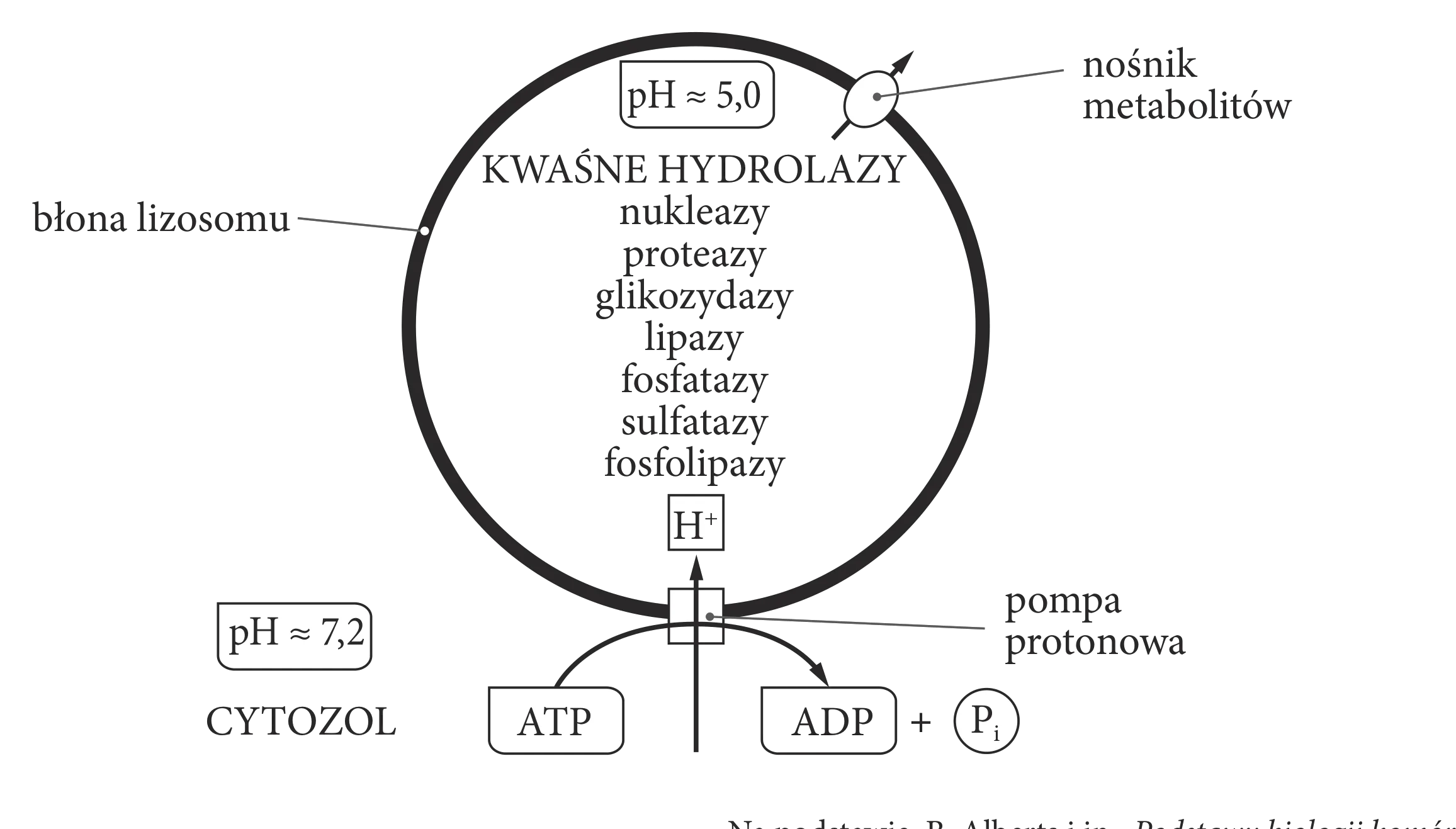 Schemat lizosomu przedstawia błonę, pompę protonową transportującą H+ do wnętrza, gdzie pH wynosi około 5,0, oraz nośnik metabolitów. W cytozolu, otaczającym lizosom, pH wynosi około 7,2.