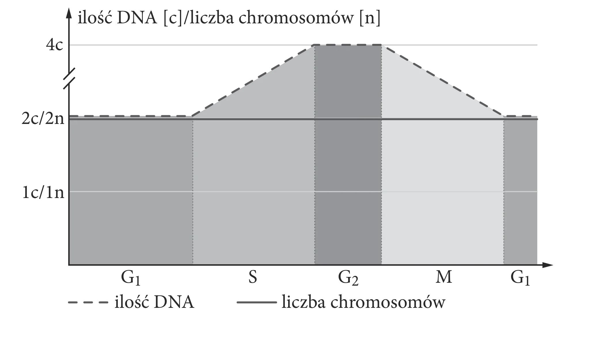 Wykres liniowy przedstawia zmiany ilości DNA (linia przerywana) oraz liczby chromosomów (linia ciągła) w fazach cyklu komórkowego G1, S, G2, M. Ilość DNA wzrasta z 2c w G1 do 4c w G2 i maleje do 2c w M, podczas gdy liczba chromosomów pozostaje stała na poziomie 2n.
