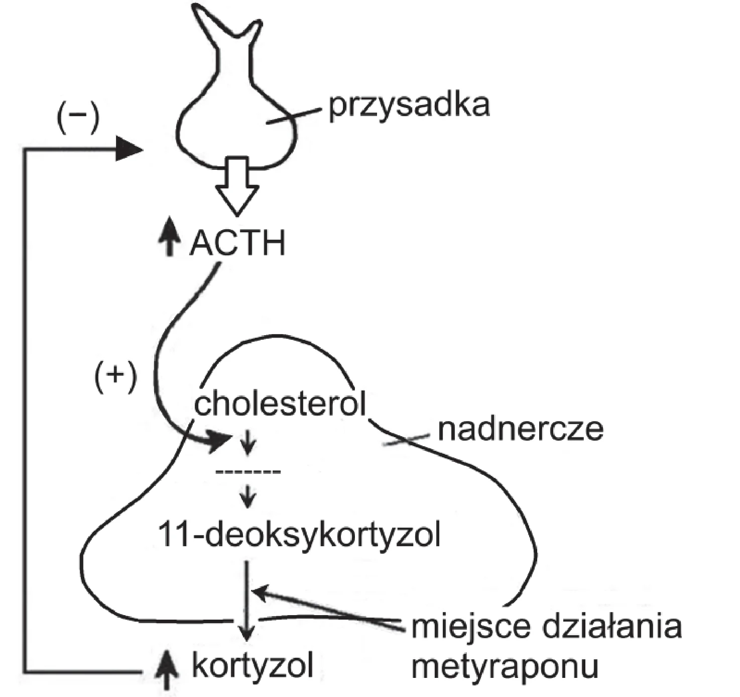 Schemat regulacji wydzielania kortyzolu, gdzie przysadka wydziela ACTH pobudzające nadnercze do syntezy kortyzolu z cholesterolu przez 11-deoksykortyzol, a kortyzol zwrotnie hamuje przysadkę. Metyrapon działa jako inhibitor ostatniego etapu syntezy kortyzolu z 11-deoksykortyzolu.
