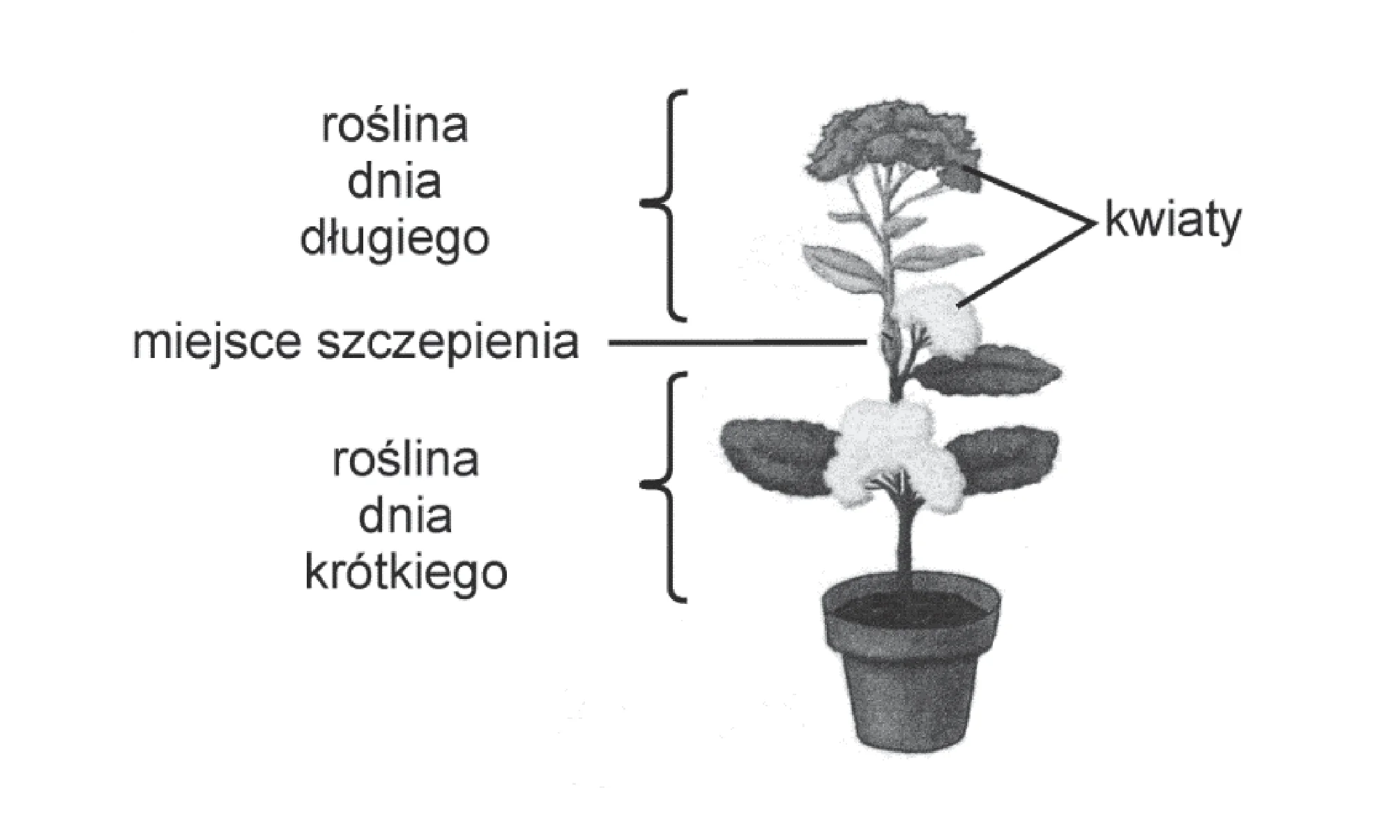 Grafika przedstawia zaszczepioną roślinę: górna część to roślina dnia długiego z rozwiniętymi kwiatami, a dolna to kwitnąca roślina dnia krótkiego. Miejsce szczepienia oznaczono poziomą linią.